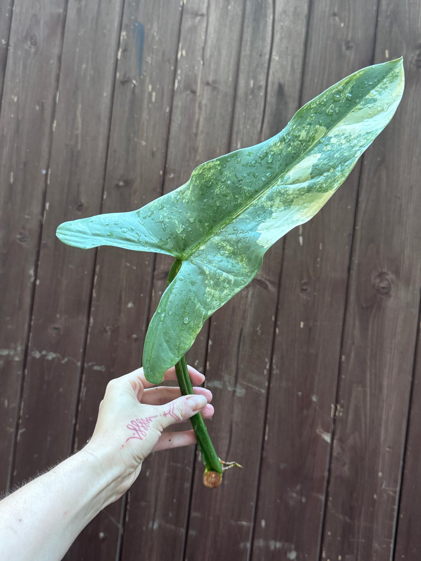 Philodendron Silver sword variegata vom 03.09.2025