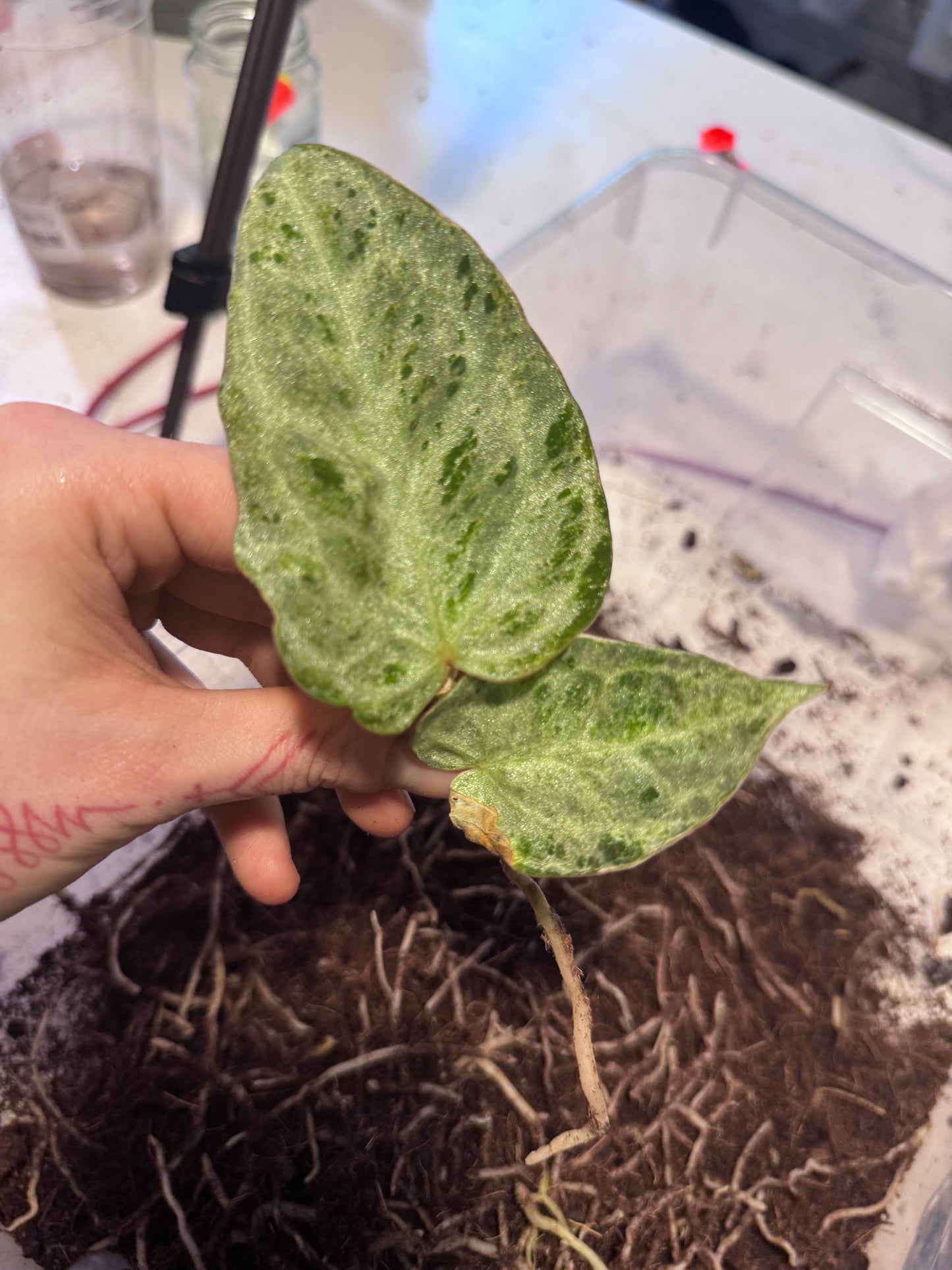 Anthurium Michelle x super Silver Blush Mint