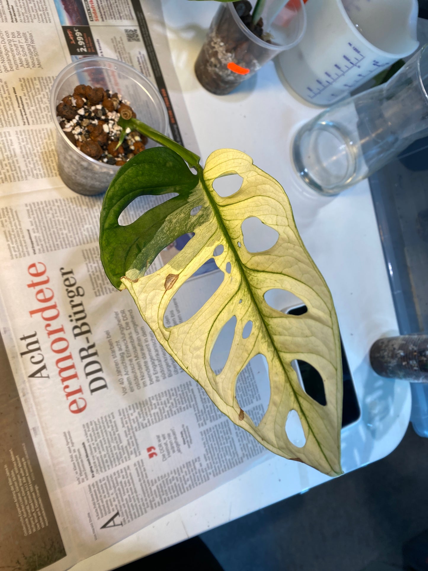 Monstera Adansonii Ableger