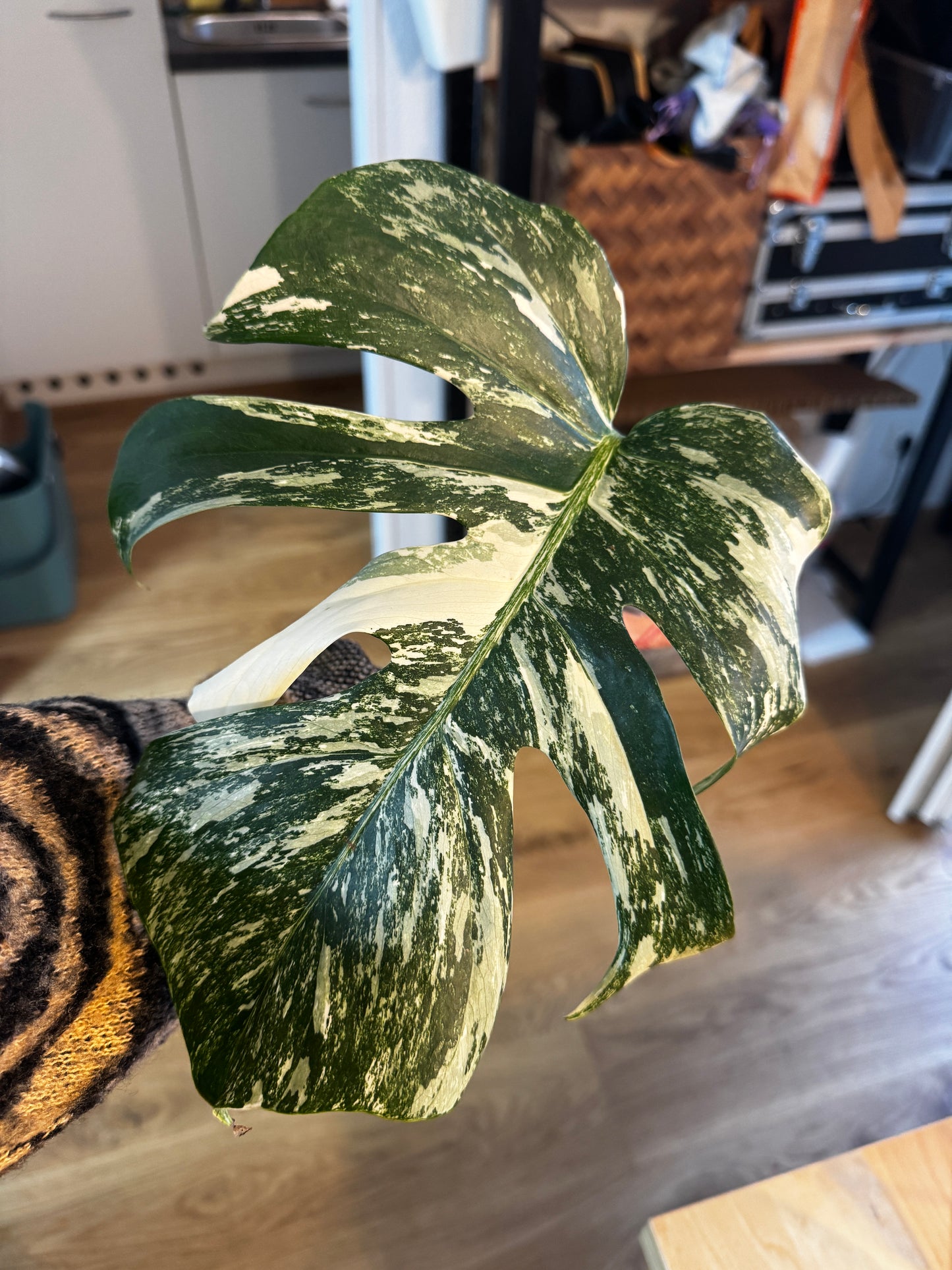 Monstera Variegata Cuttings