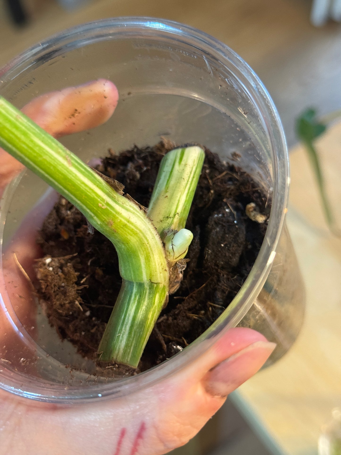 Monstera Variegata Cuttings