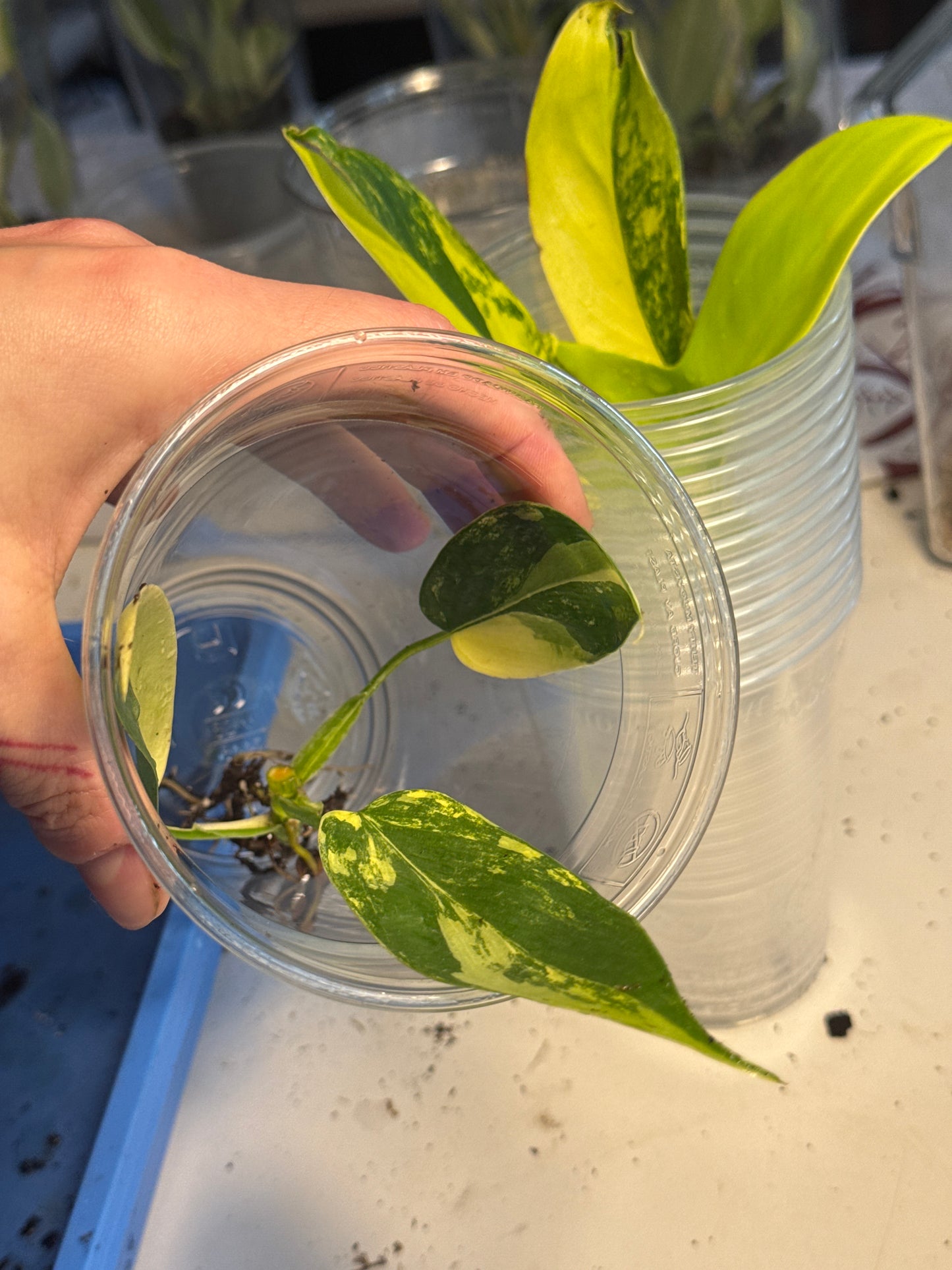 Philodendron Florida Beauty Ableger