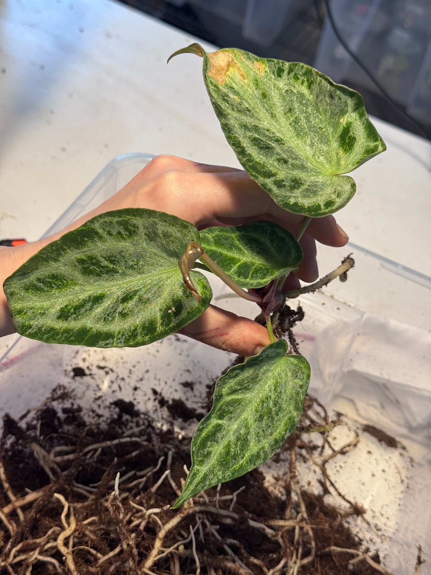 Anthurium Michelle x super Silver Blush Mint