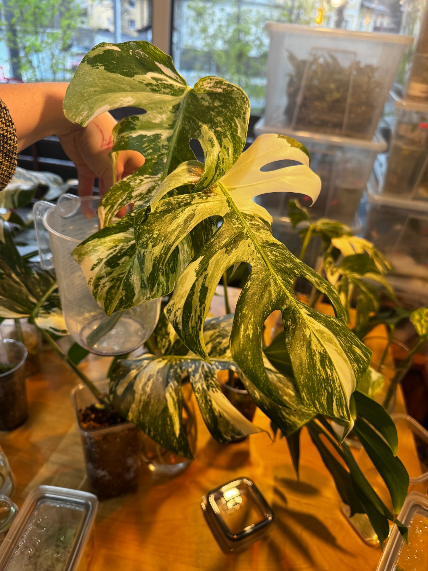 Monstera Variegata Cuttings