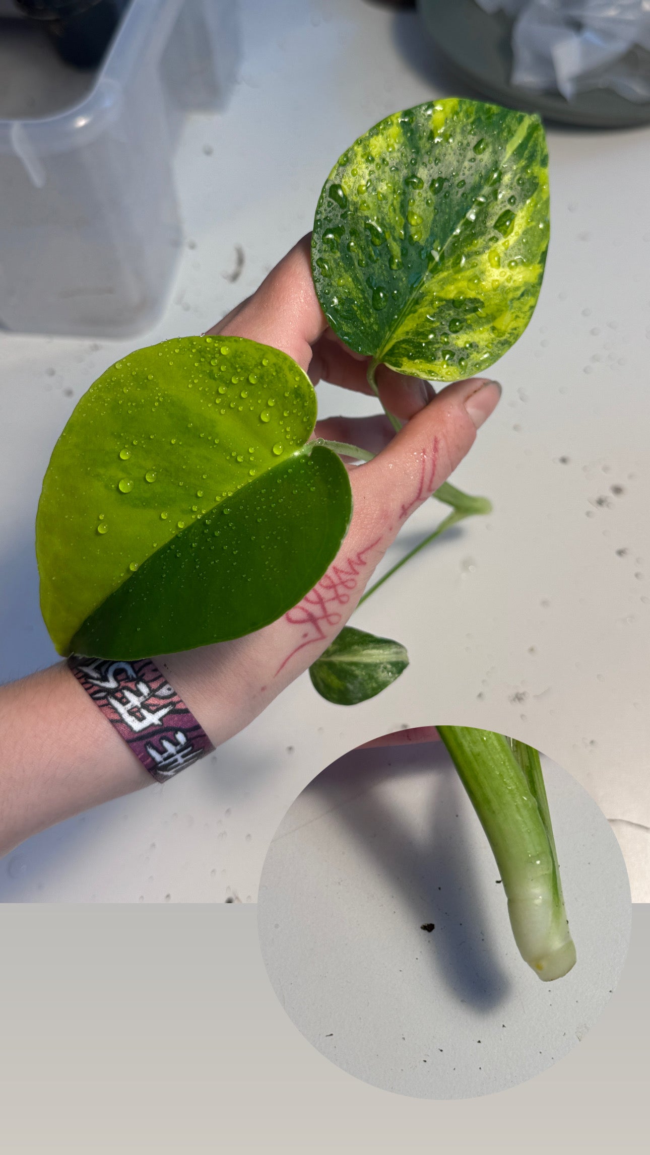 Monstera Yellow Marilyn Large Form Cuttings vom 29. April