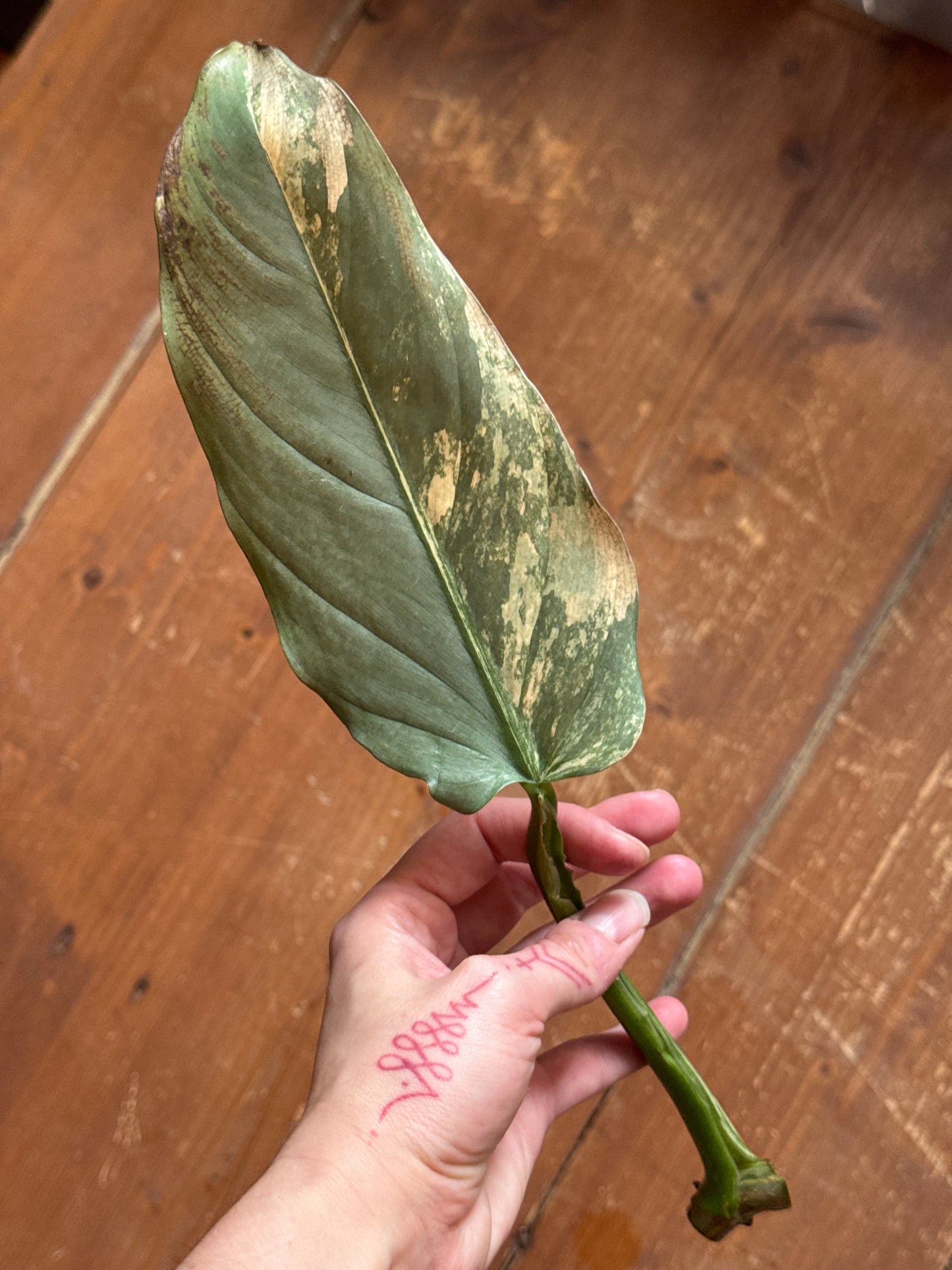 Philodendron Silver sword variegata vom 03.09.2025