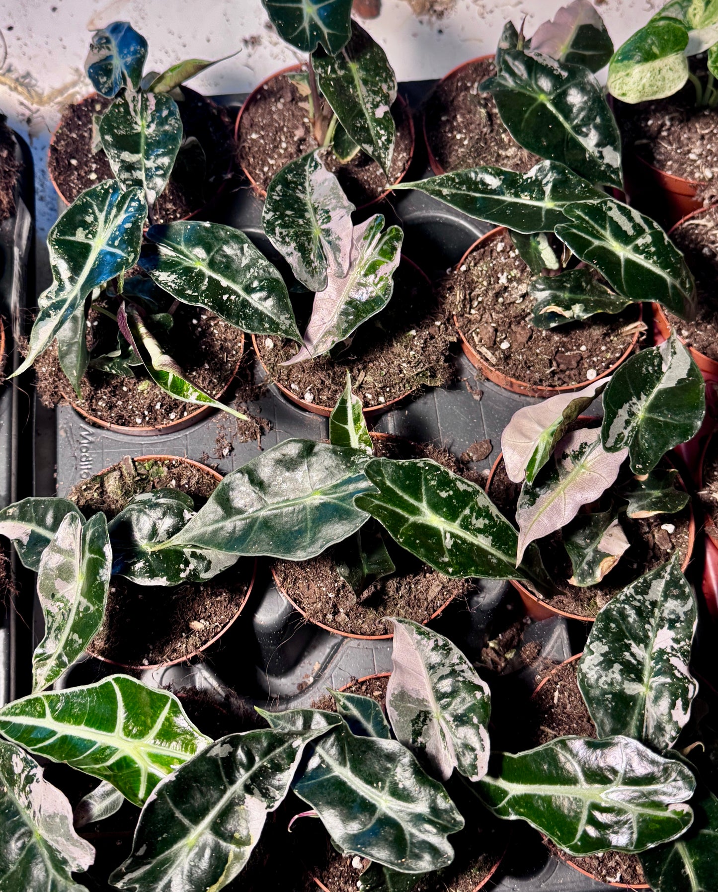 Monstera Deliciosa White Monster Baby PLÅNT in Erde