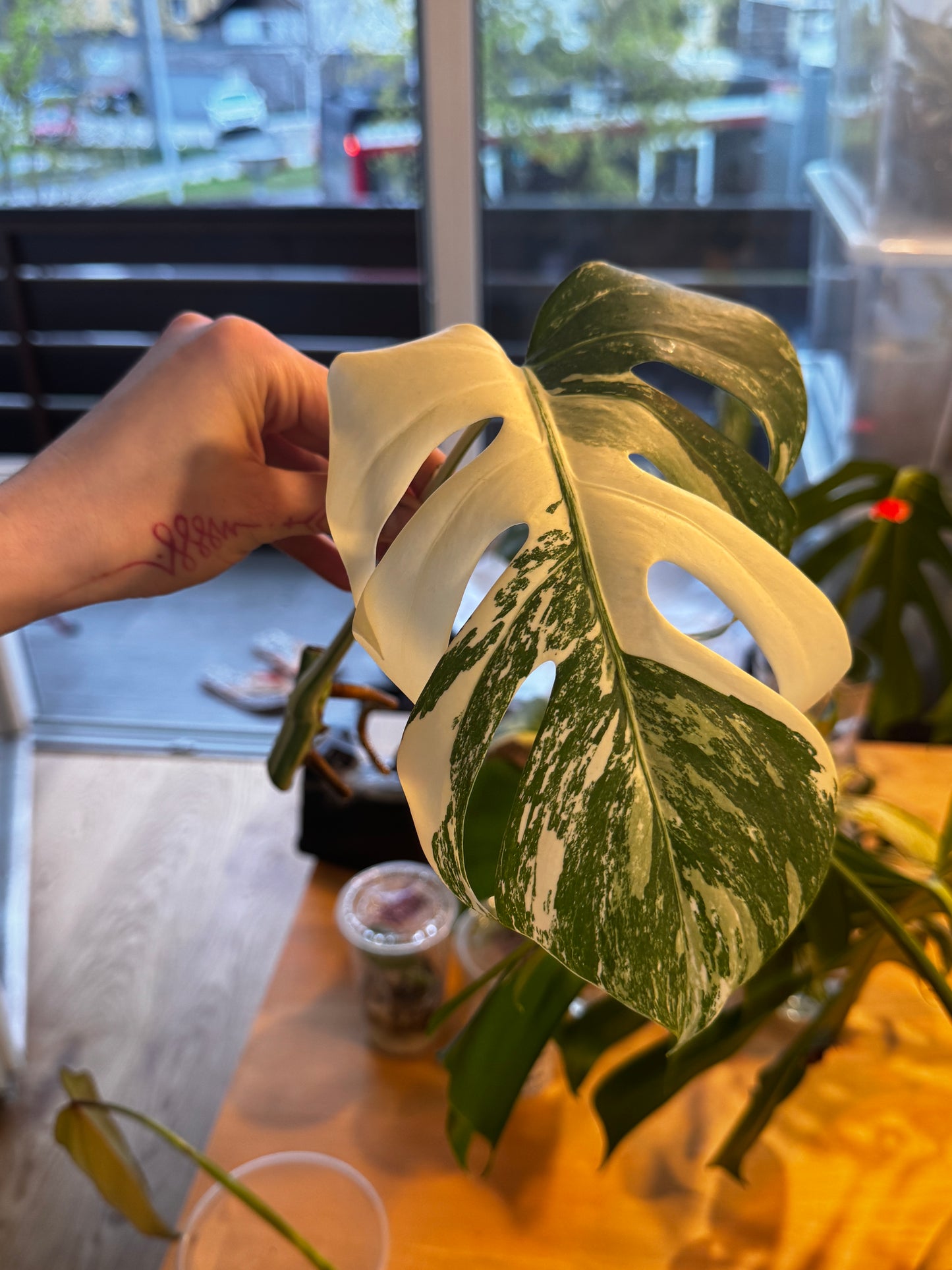 Monstera Variegata Cuttings
