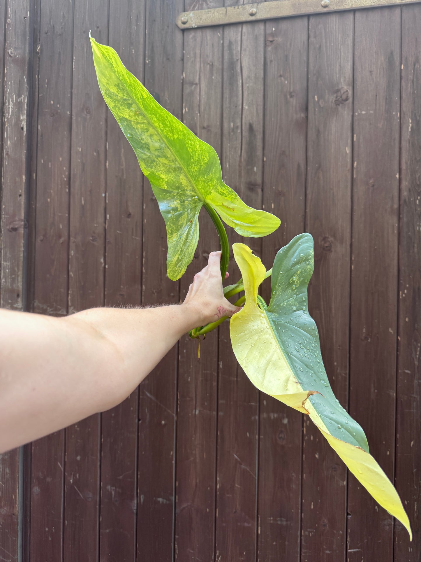 Philodendron Silver sword variegata vom 03.09.2025