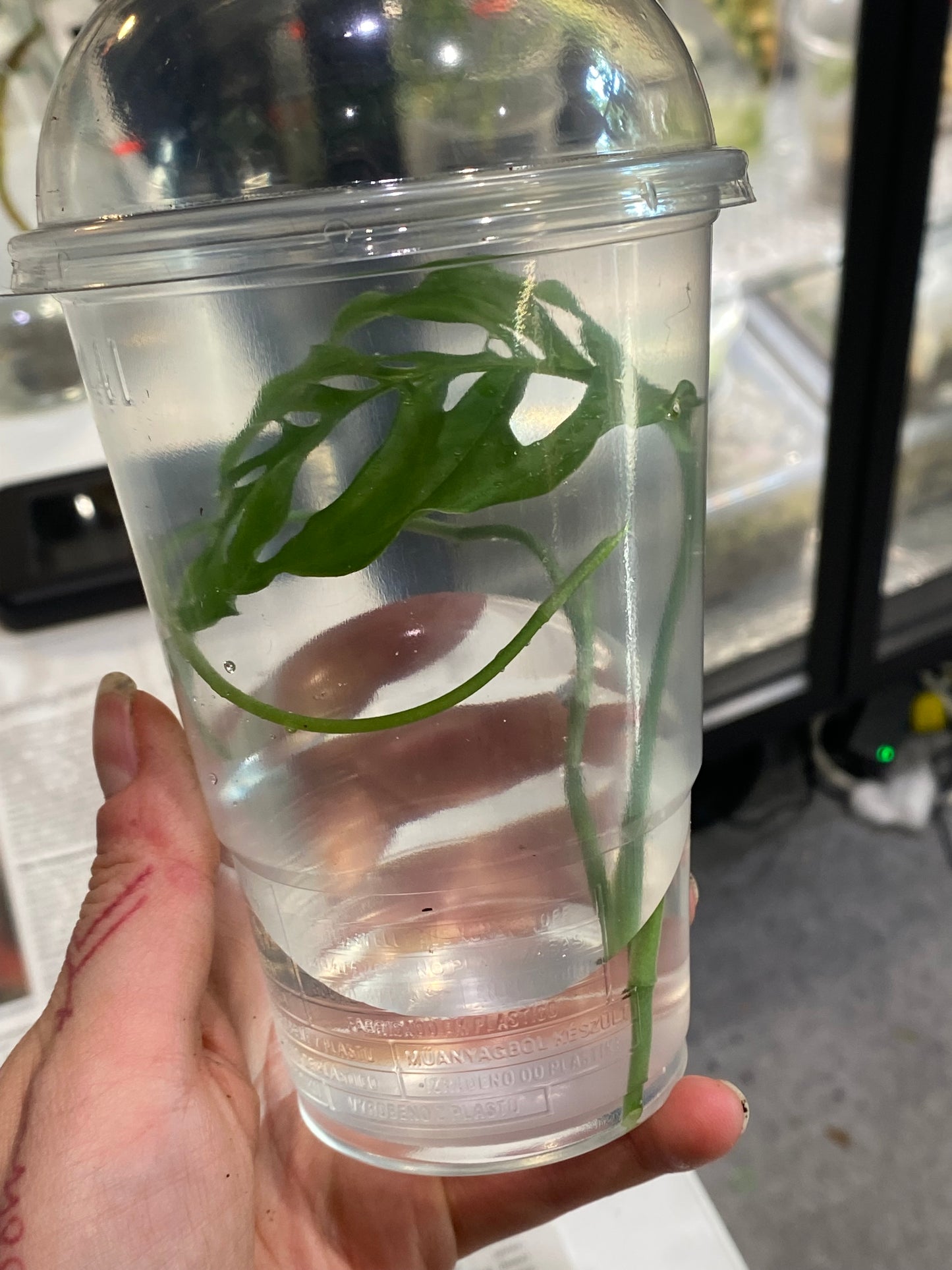 Monstera Obliqua Peru