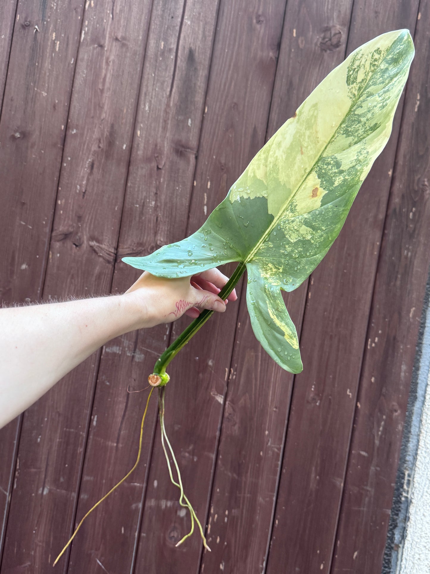 Philodendron Silver sword variegata vom 03.09.2025
