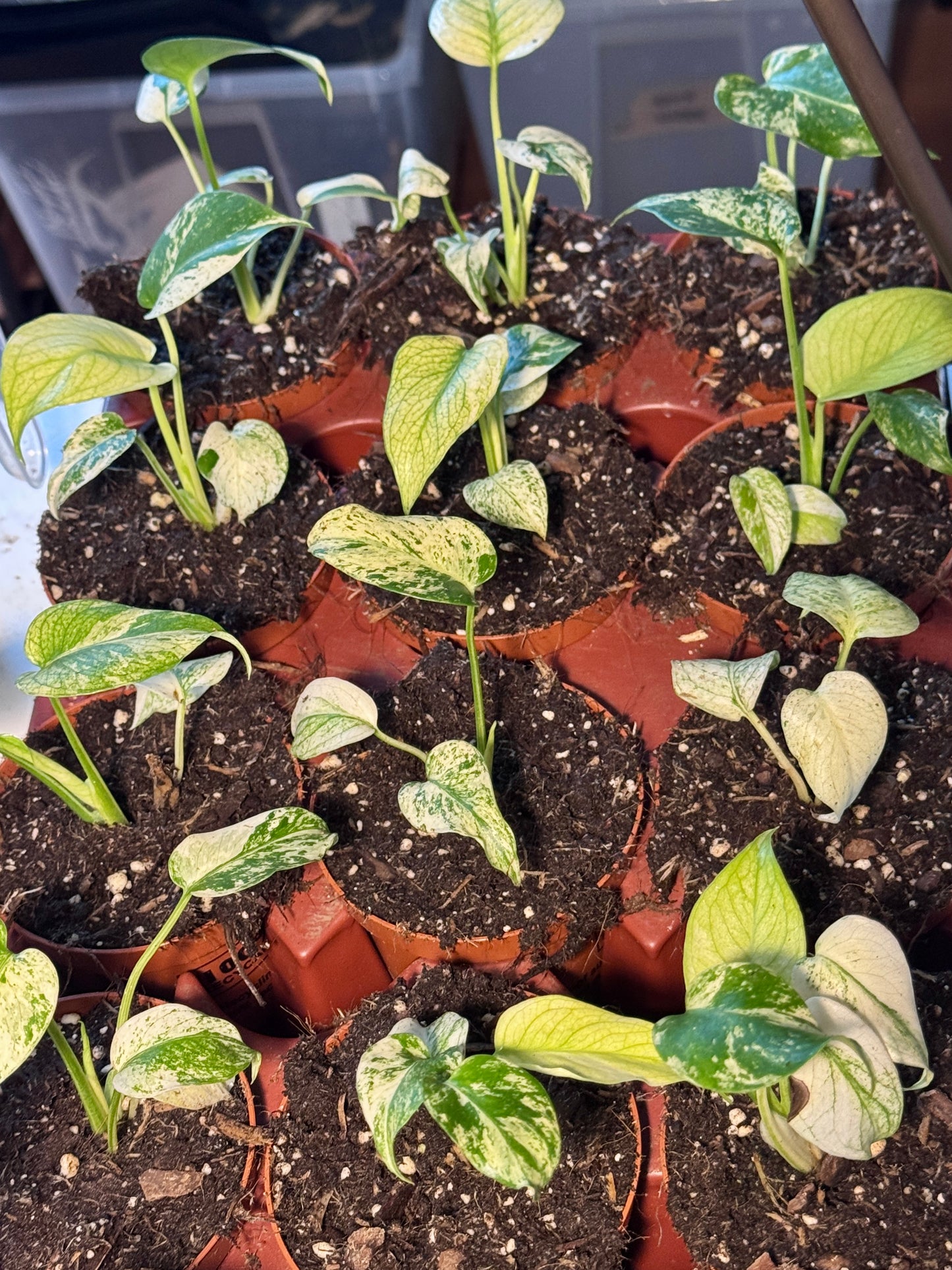 Monstera Deliciosa White Monster Baby PLÅNT in Erde