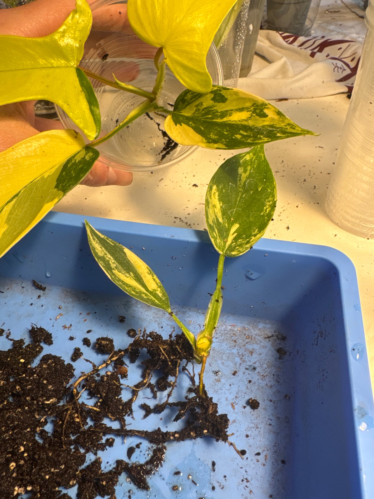 Philodendron Florida Beauty Ableger