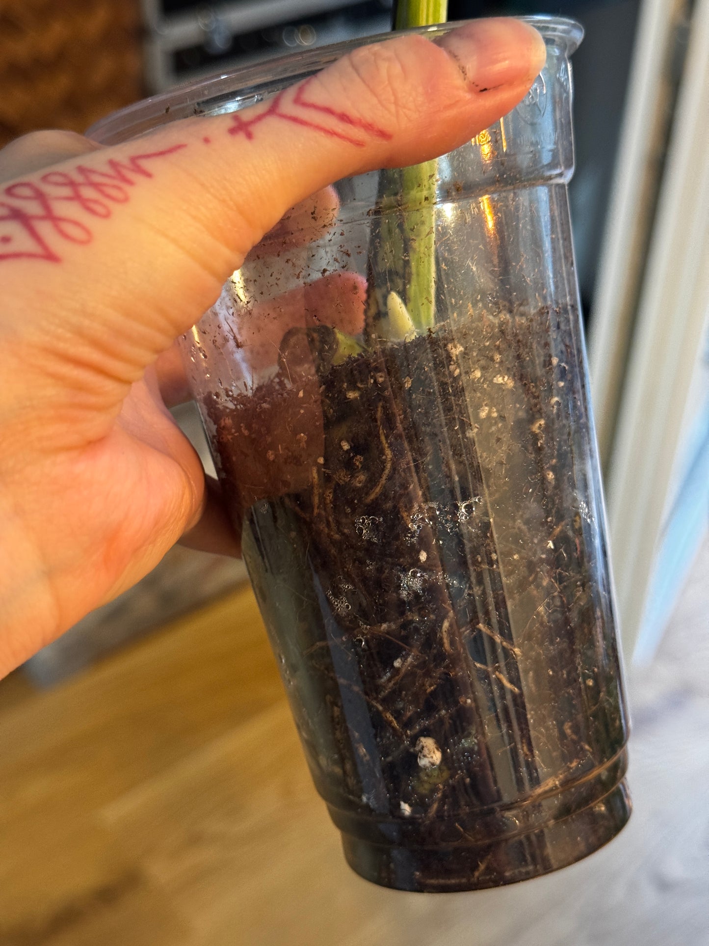 Monstera Variegata Cuttings