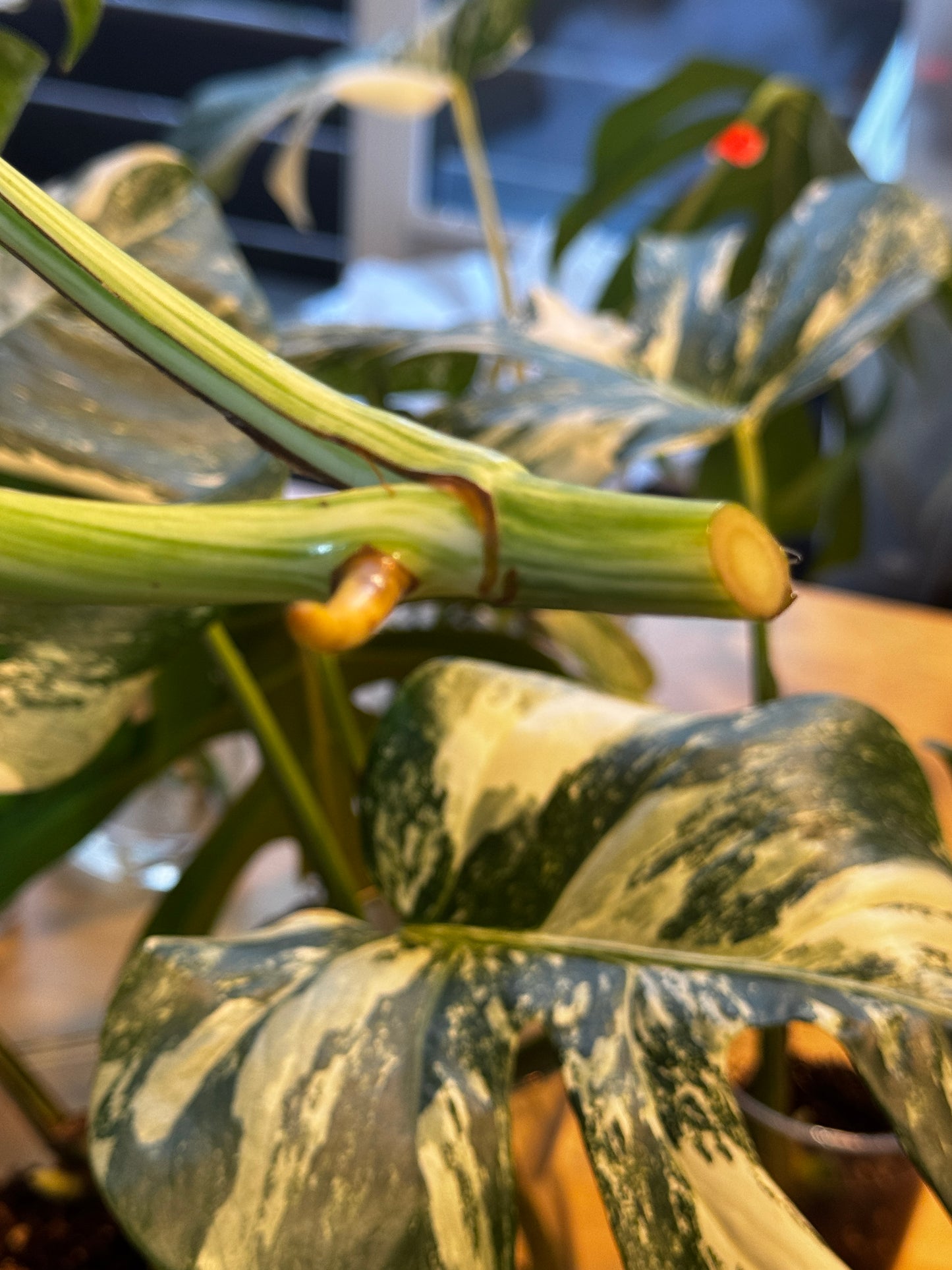 Monstera Variegata Cuttings