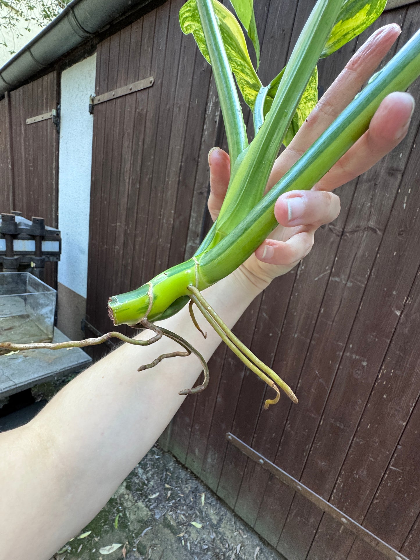 Philodendron Silver sword variegata vom 03.09.2025