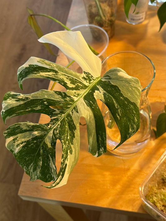 Monstera Variegata Cuttings