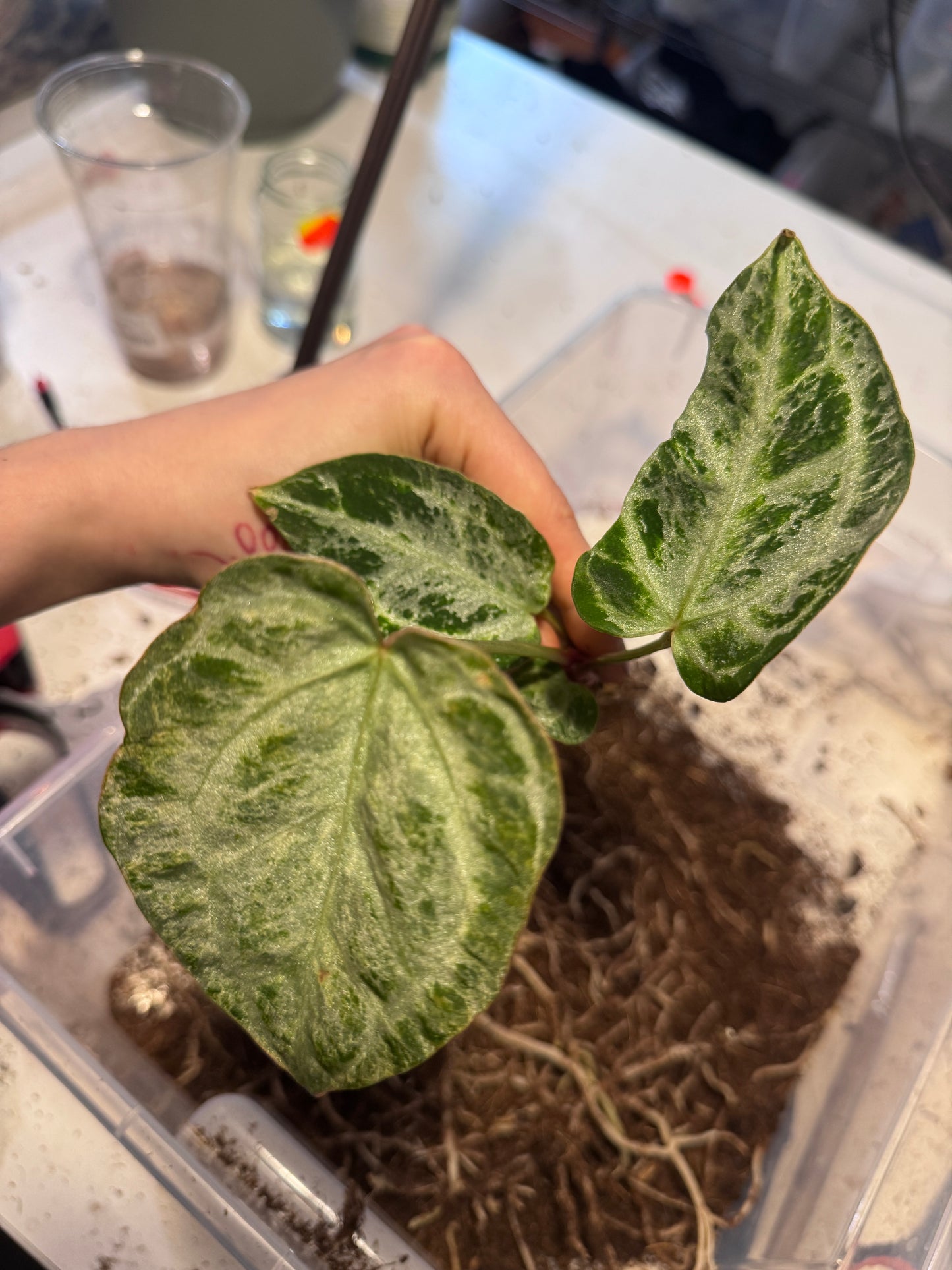 Anthurium Michelle x super Silver Blush Mint