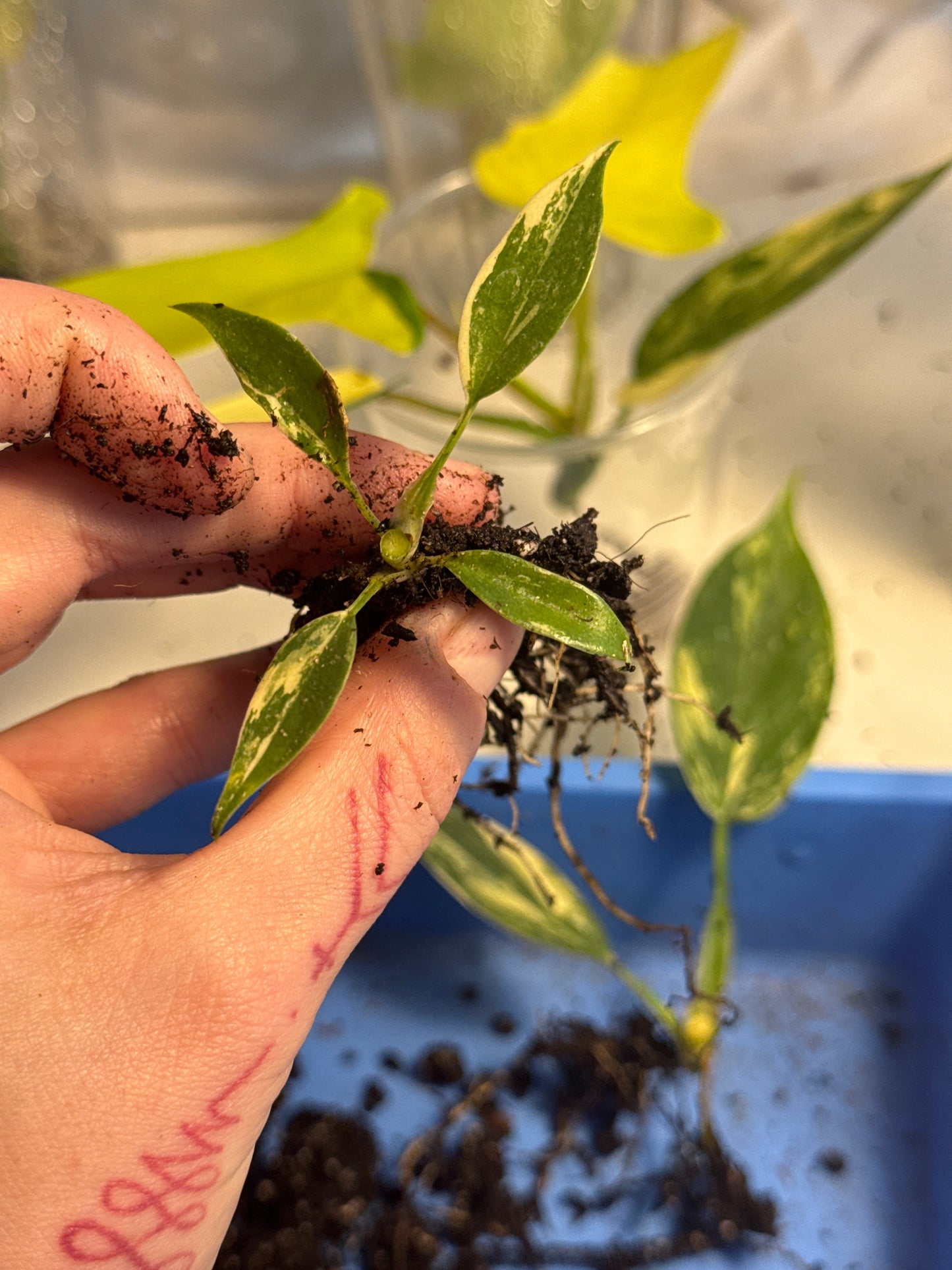 Philodendron Florida Beauty Ableger