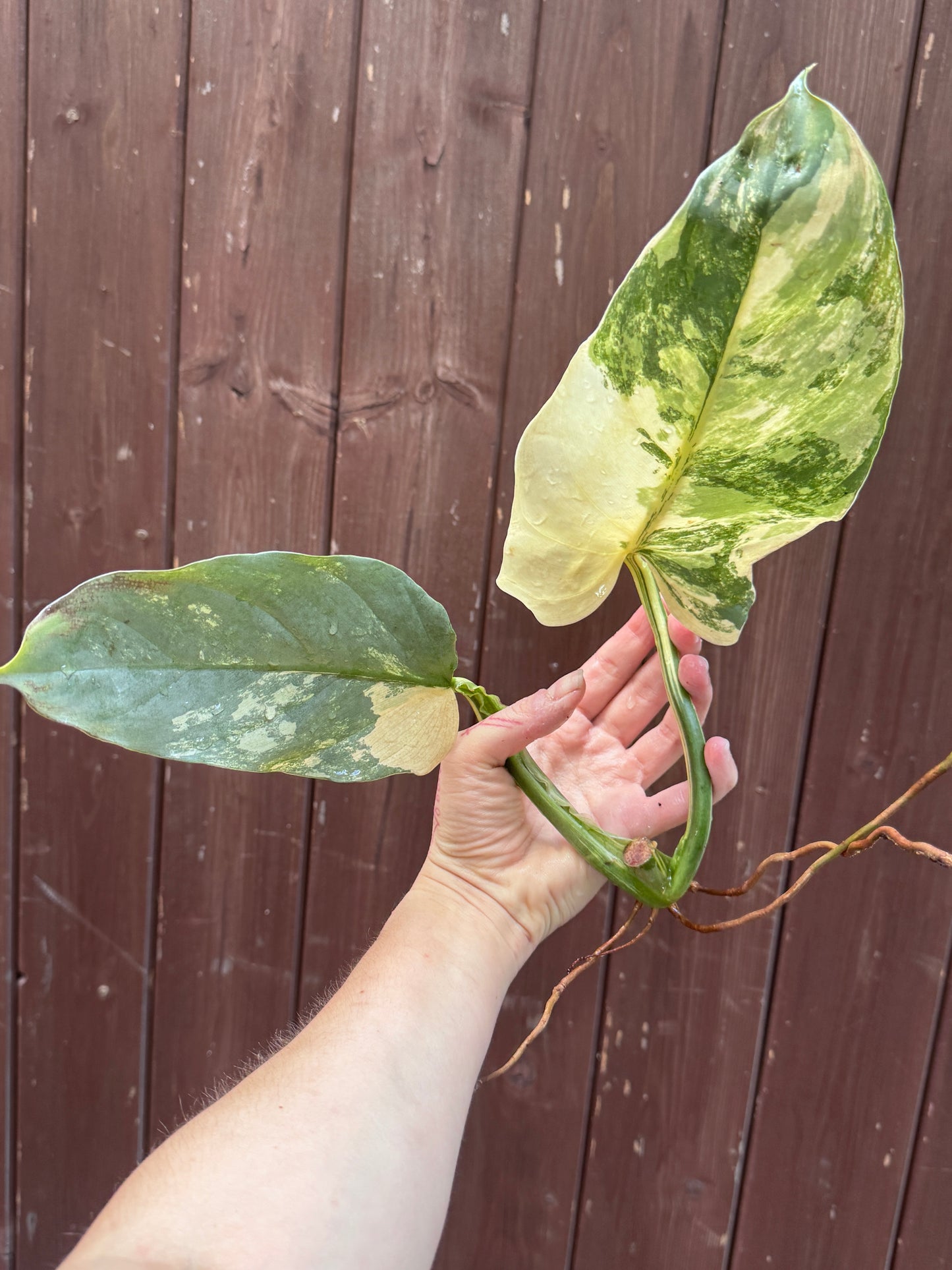 Philodendron Silver sword variegata vom 03.09.2025