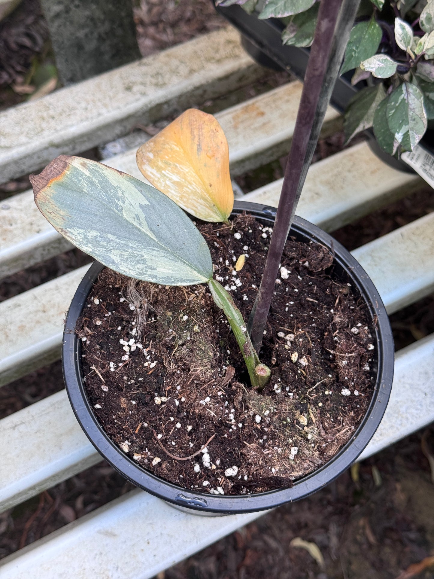 Philodendron Silver sword variegata vom 03.09.2025