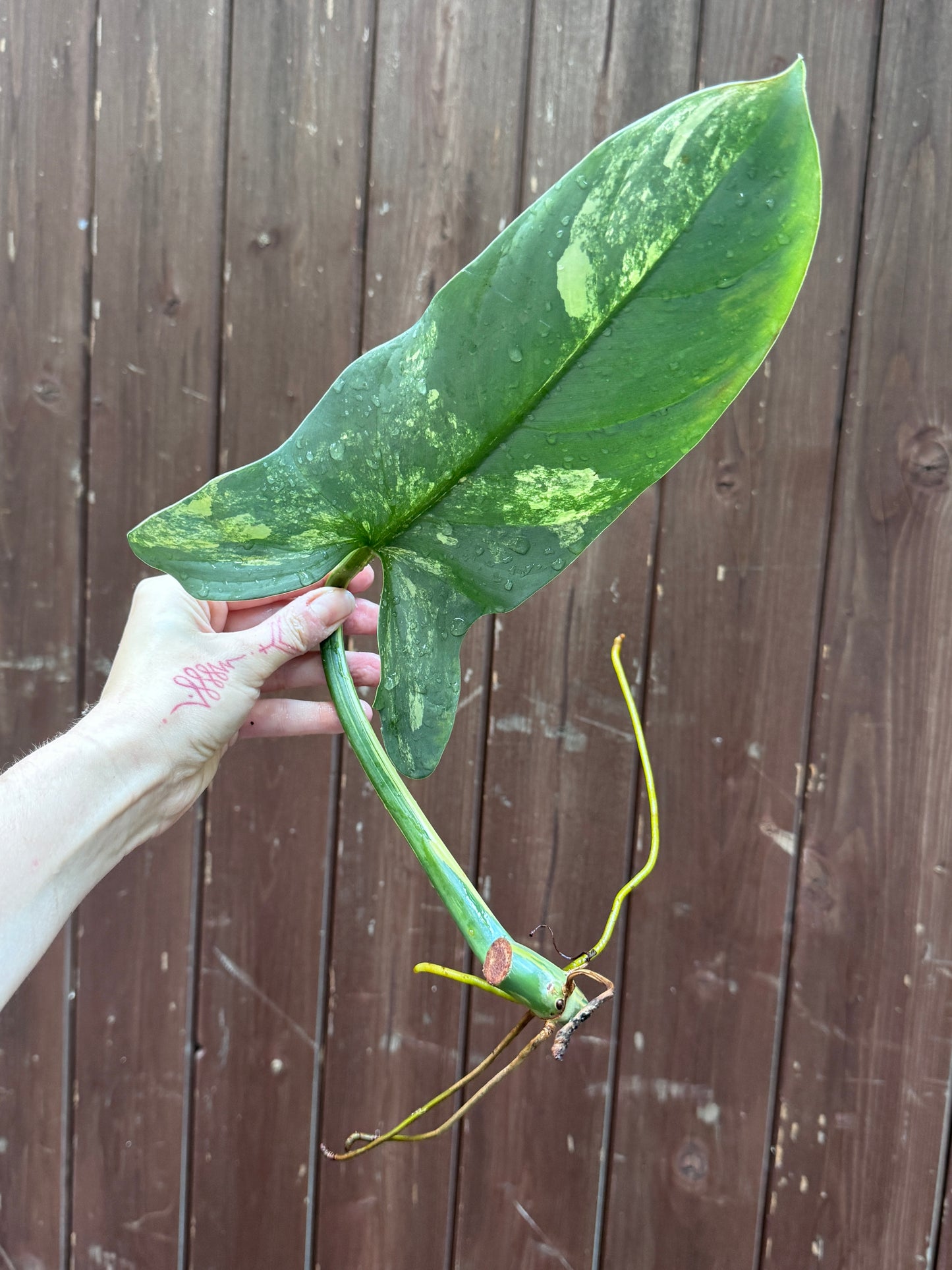 Philodendron Silver sword variegata vom 03.09.2025