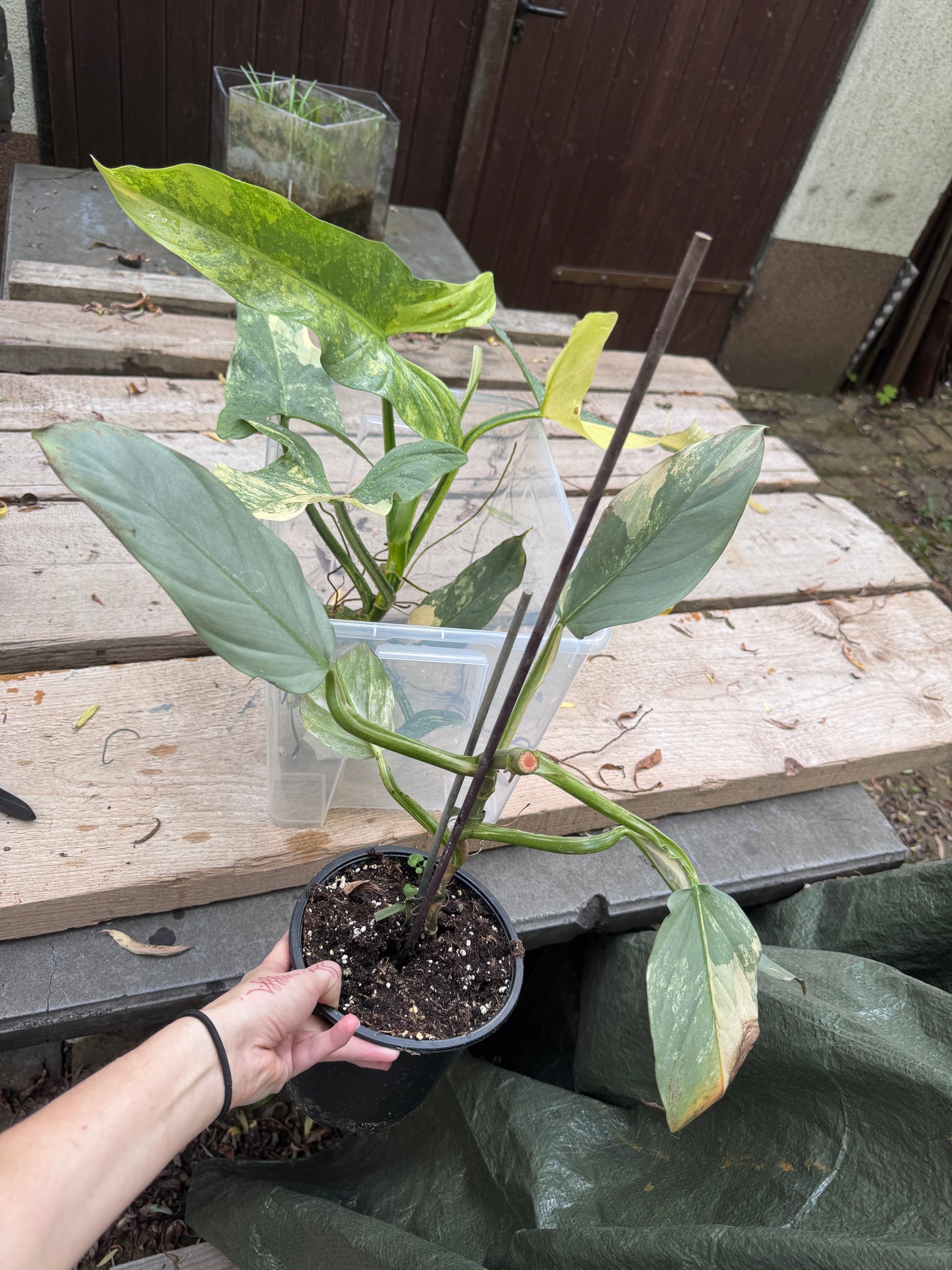 Philodendron Silver sword variegata vom 03.09.2025