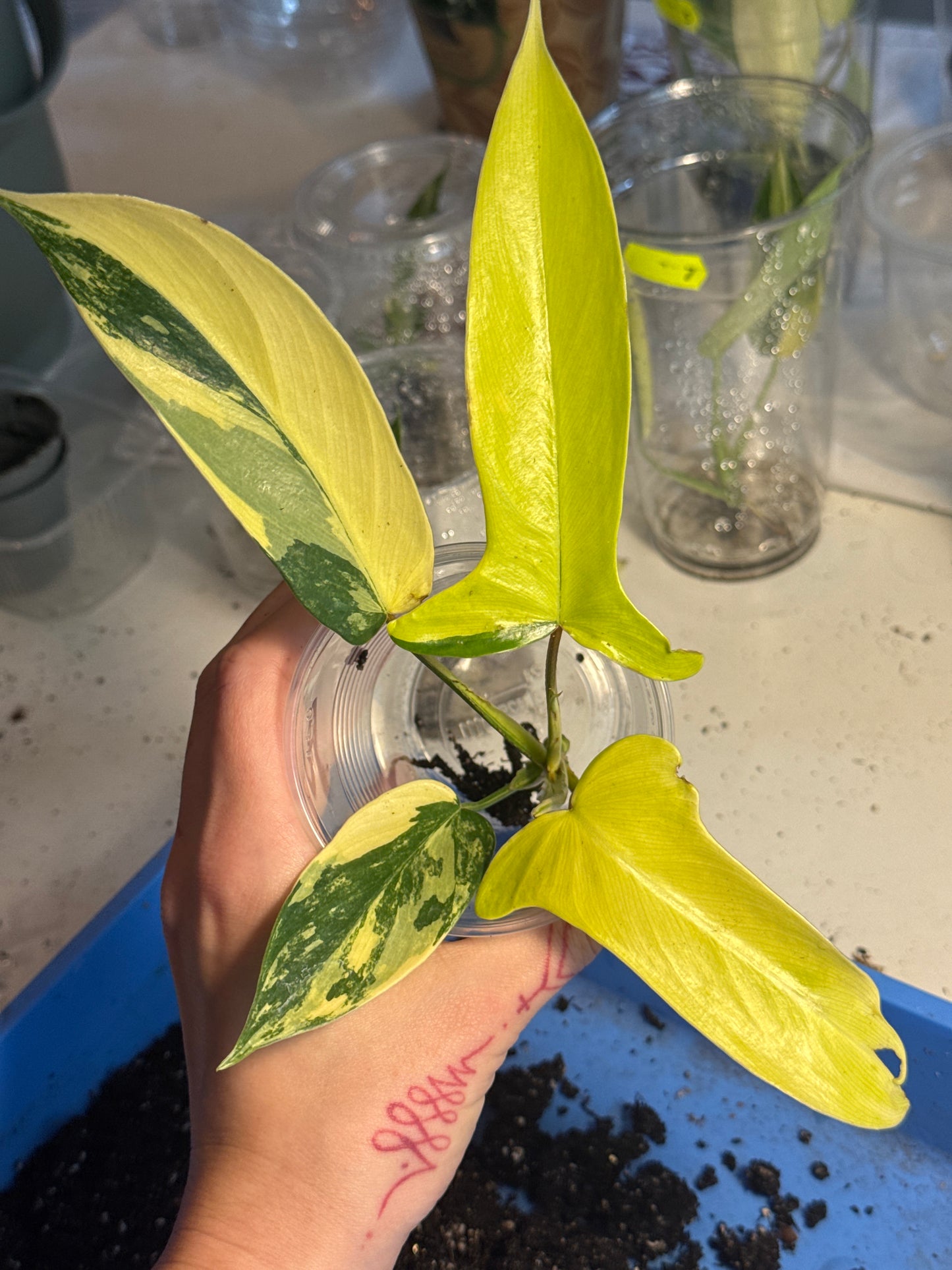 Philodendron Florida Beauty Ableger