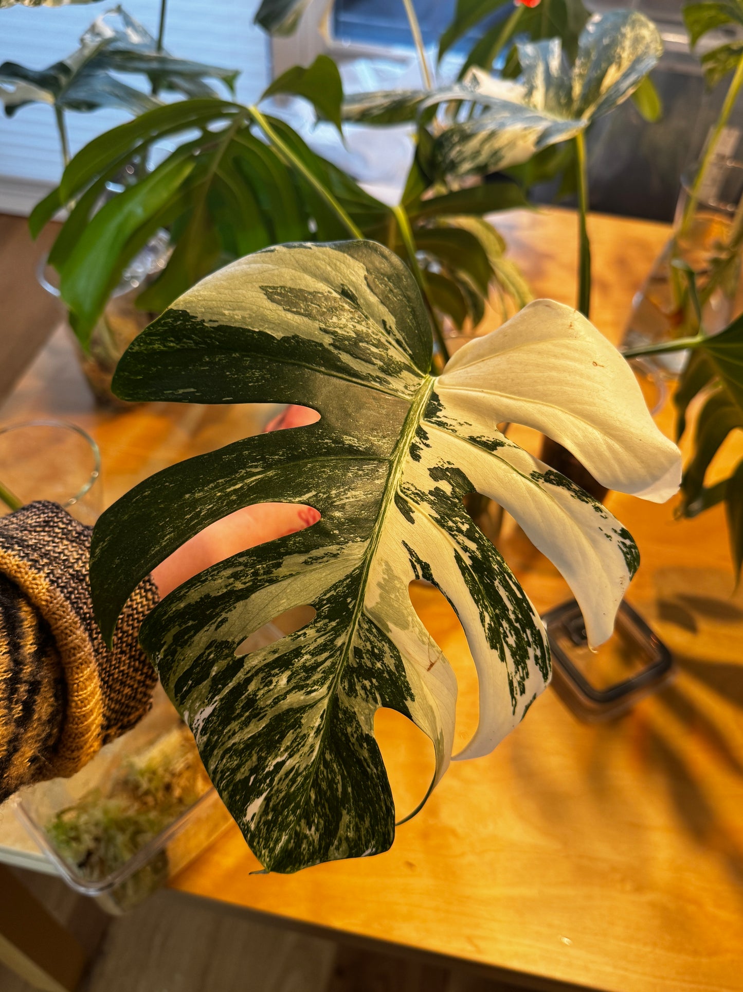 Monstera Variegata Cuttings