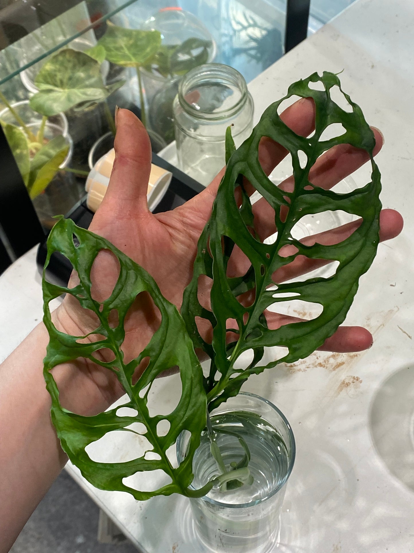 Monstera Obliqua Peru