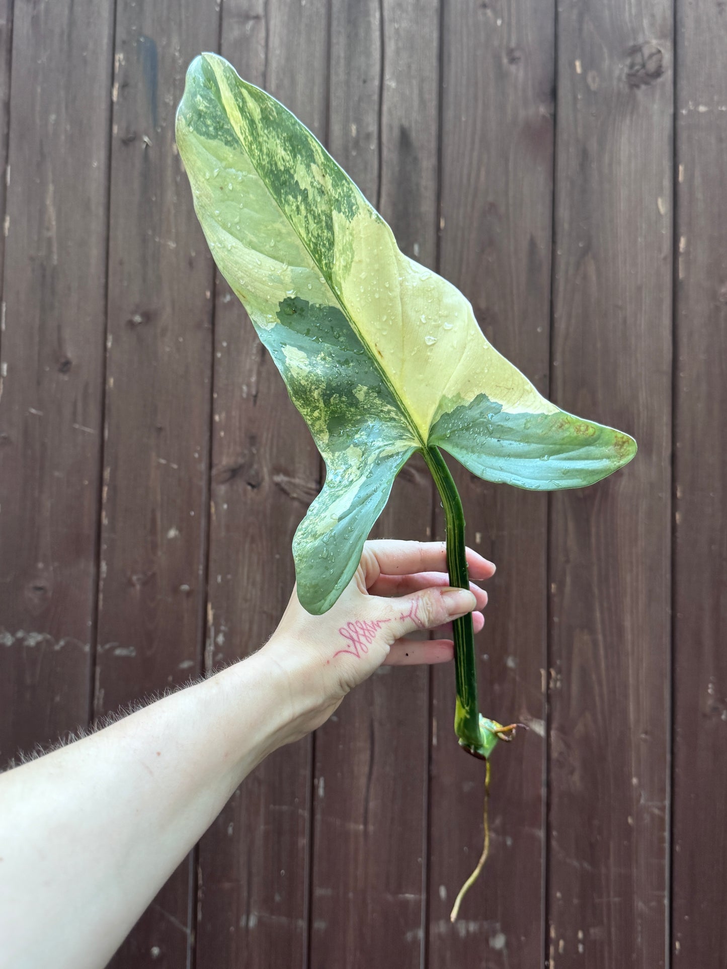 Philodendron Silver sword variegata vom 03.09.2025