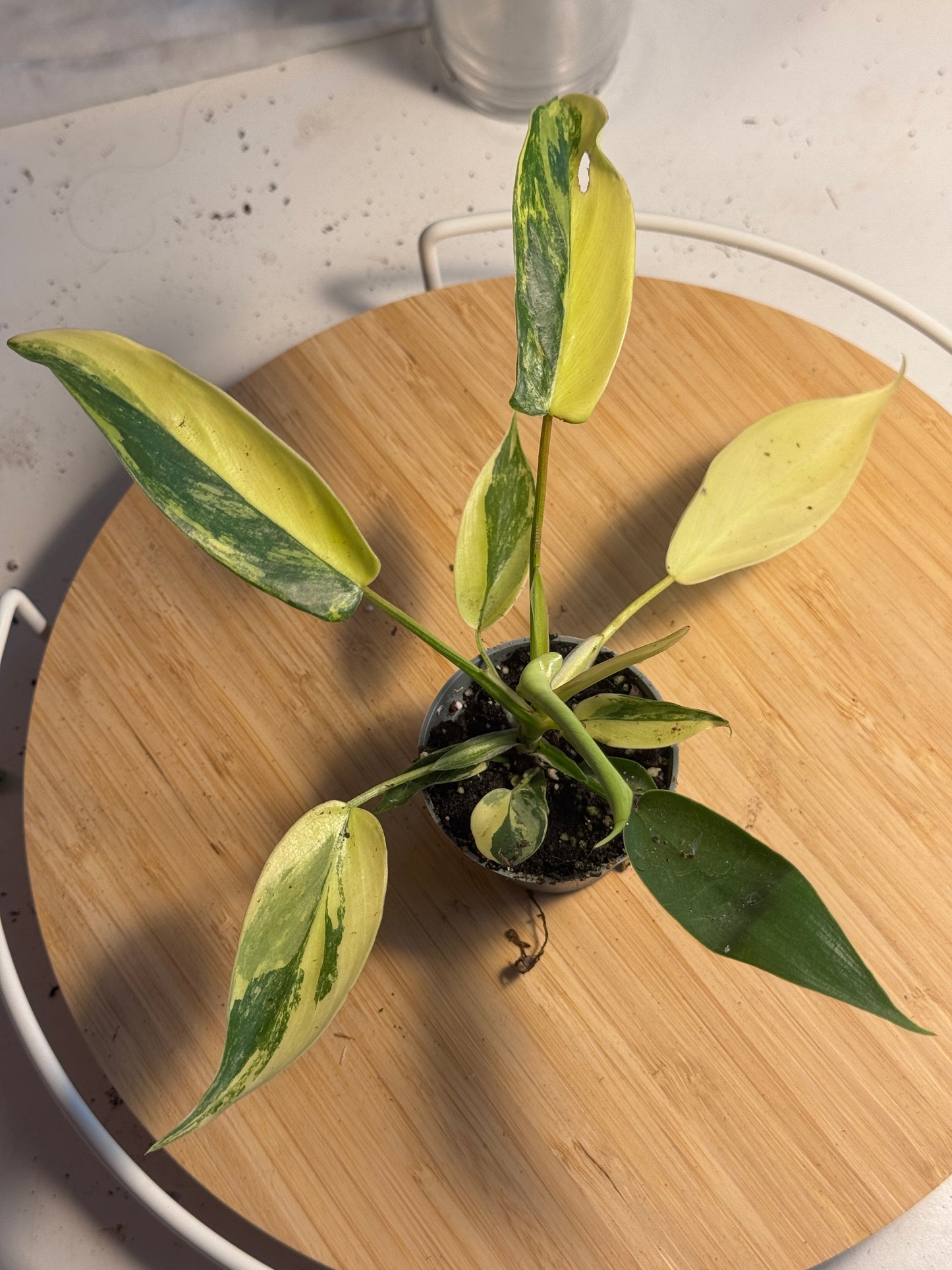 Philodendron Florida Beauty Ableger