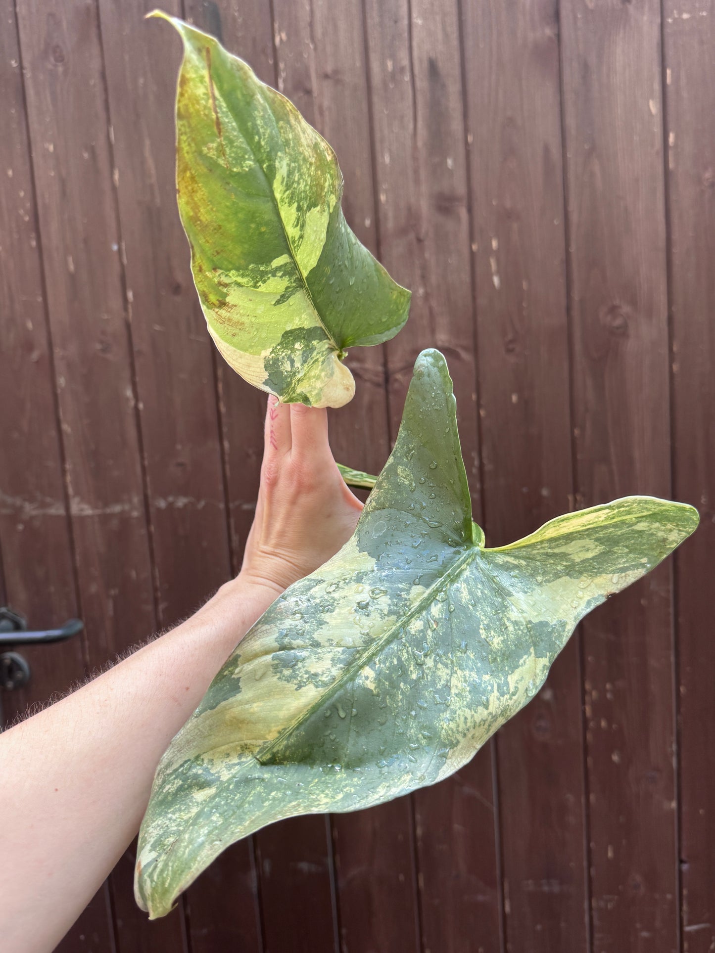 Philodendron Silver sword variegata vom 03.09.2025