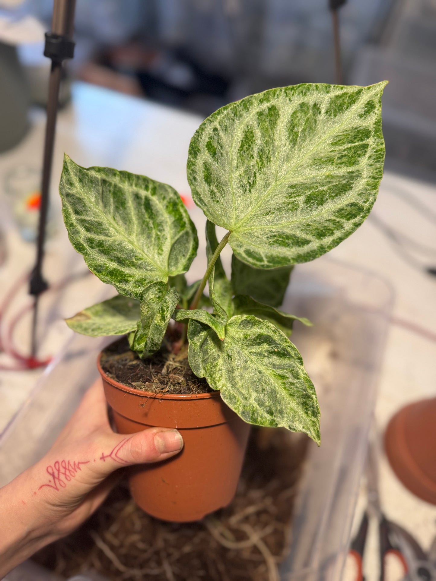 Anthurium Michelle x super Silver Blush Mint