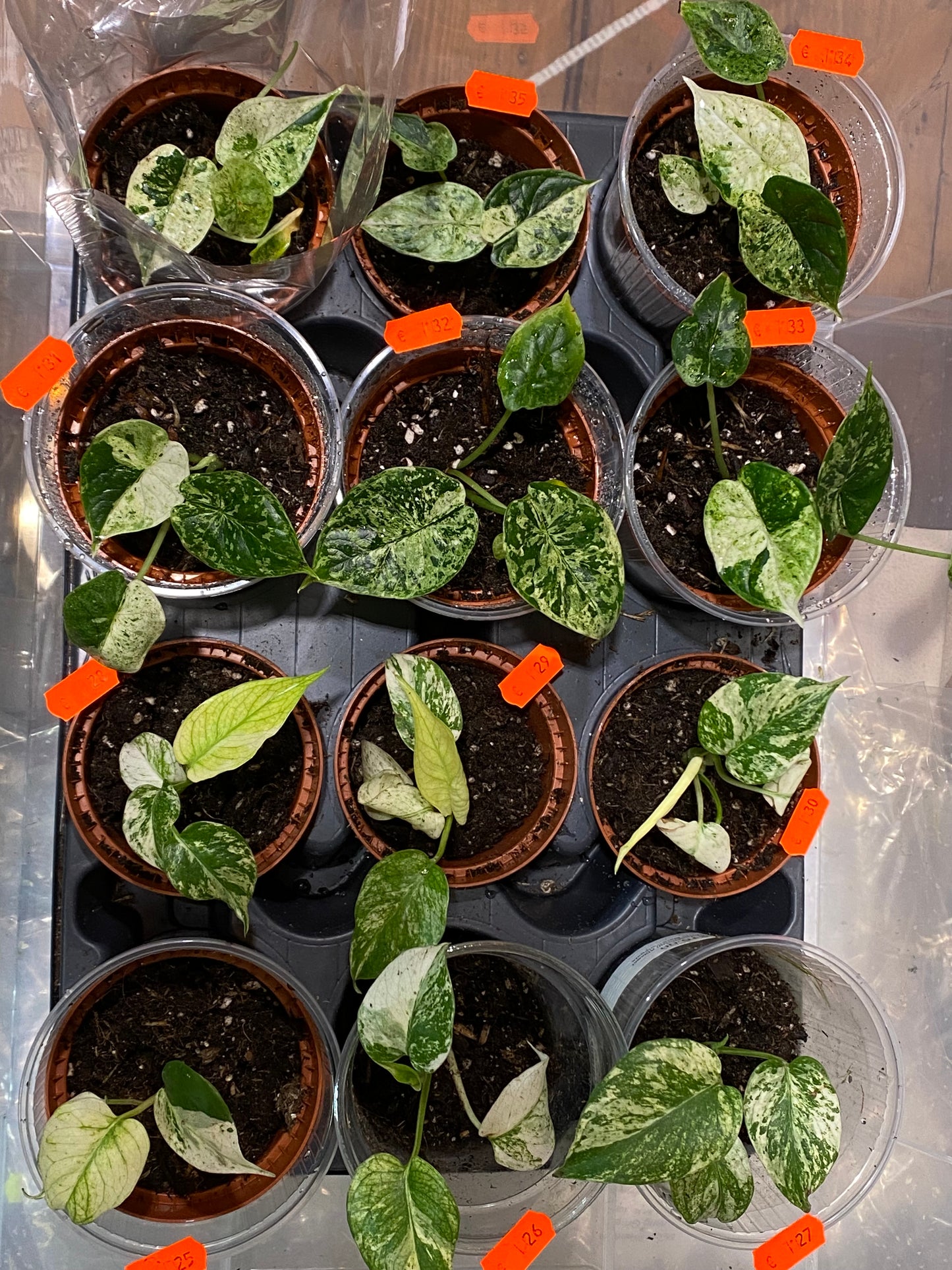 Alocasia Dragon Scale Mint Variegata & Monstera White Monster