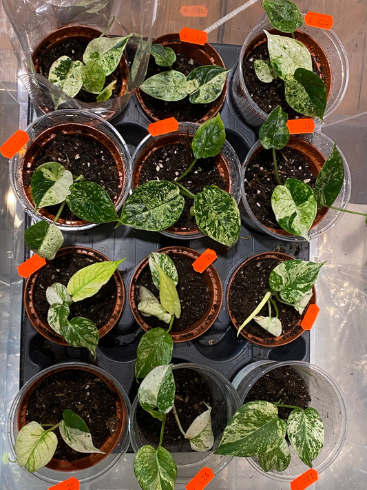 Alocasia Dragon Scale Mint Variegata & Monstera White Monster