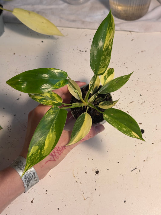 Philodendron Florida Beauty Ableger