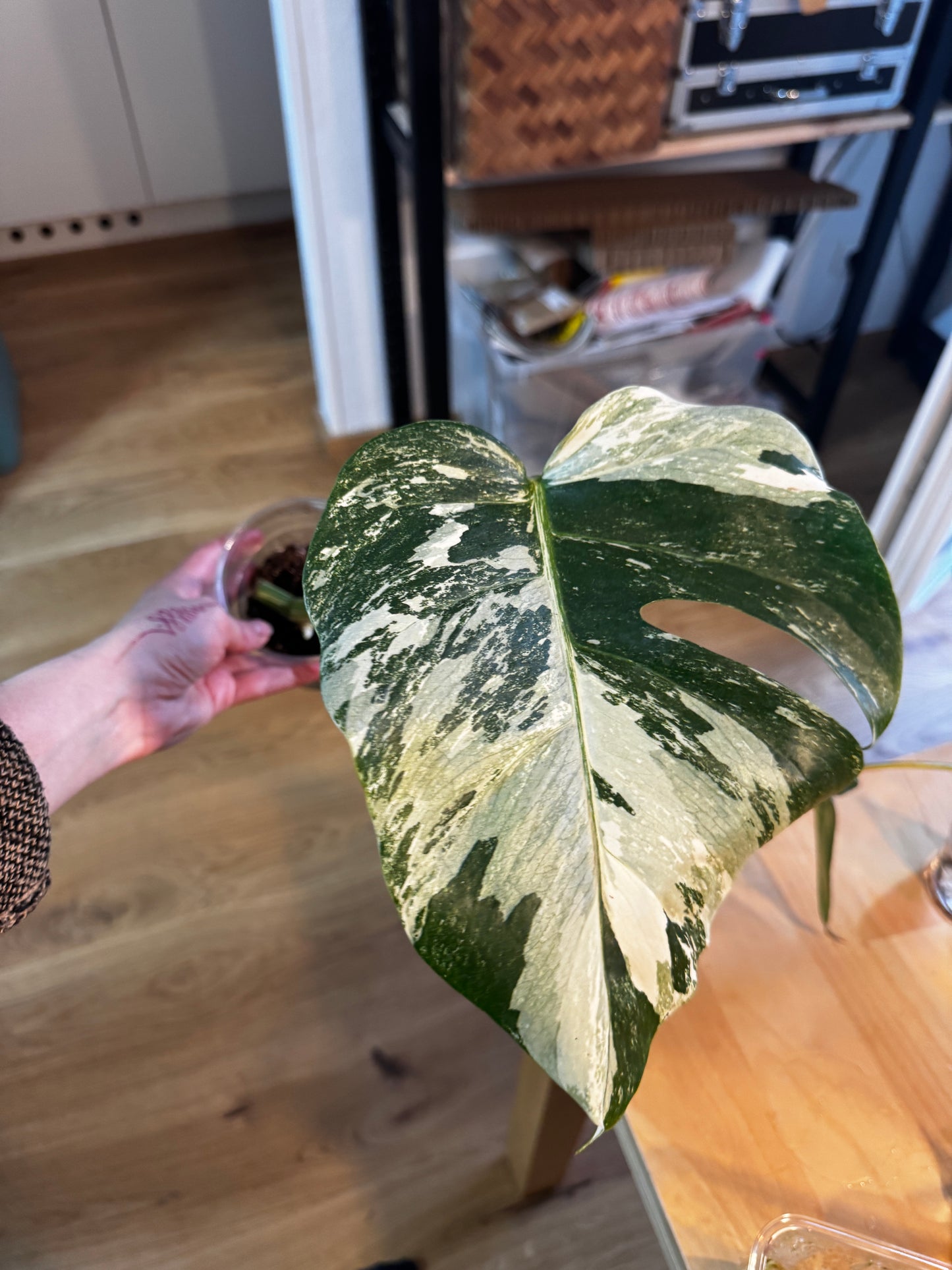 Monstera Variegata Cuttings