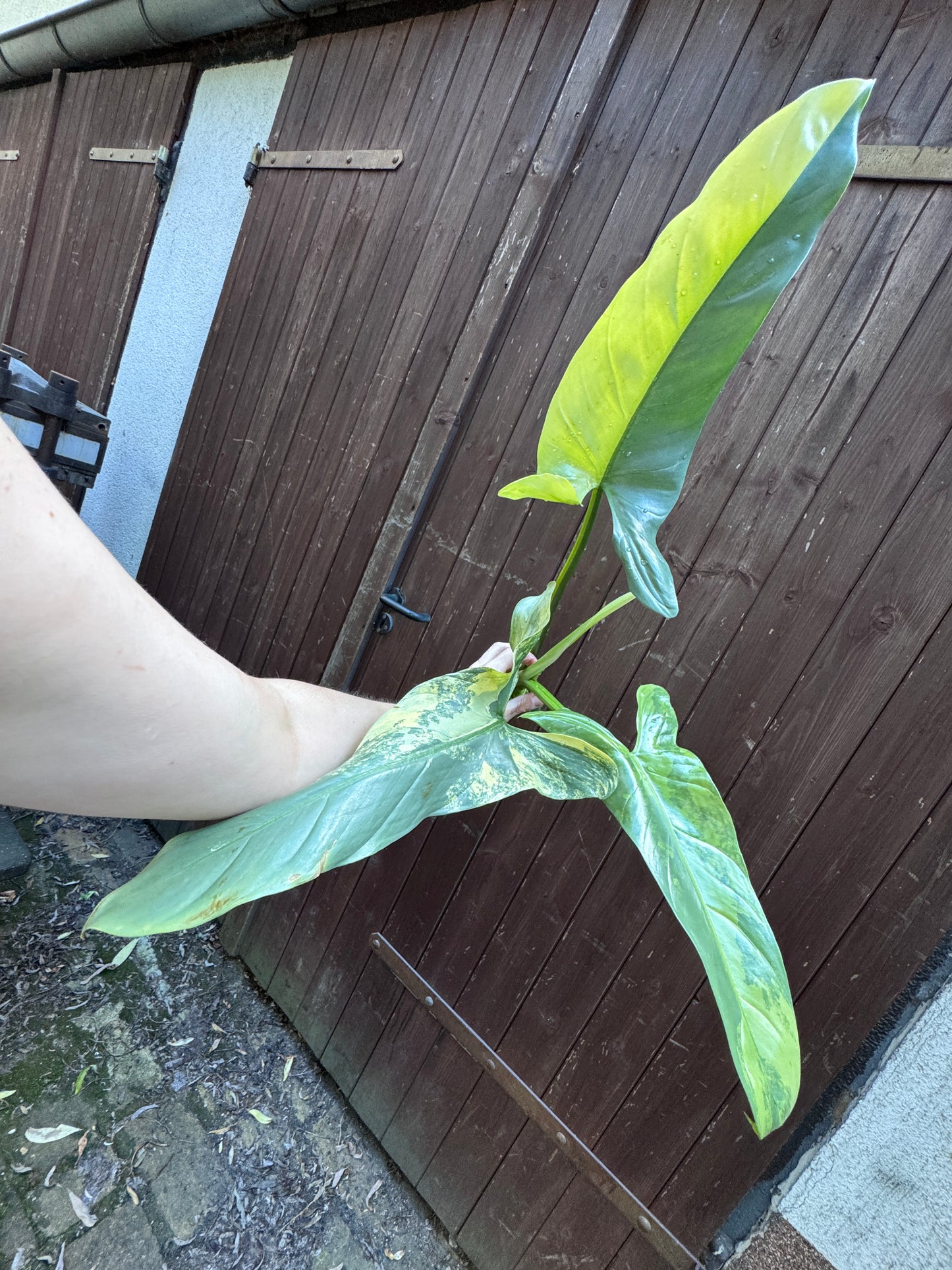 Philodendron Silver sword variegata vom 03.09.2025