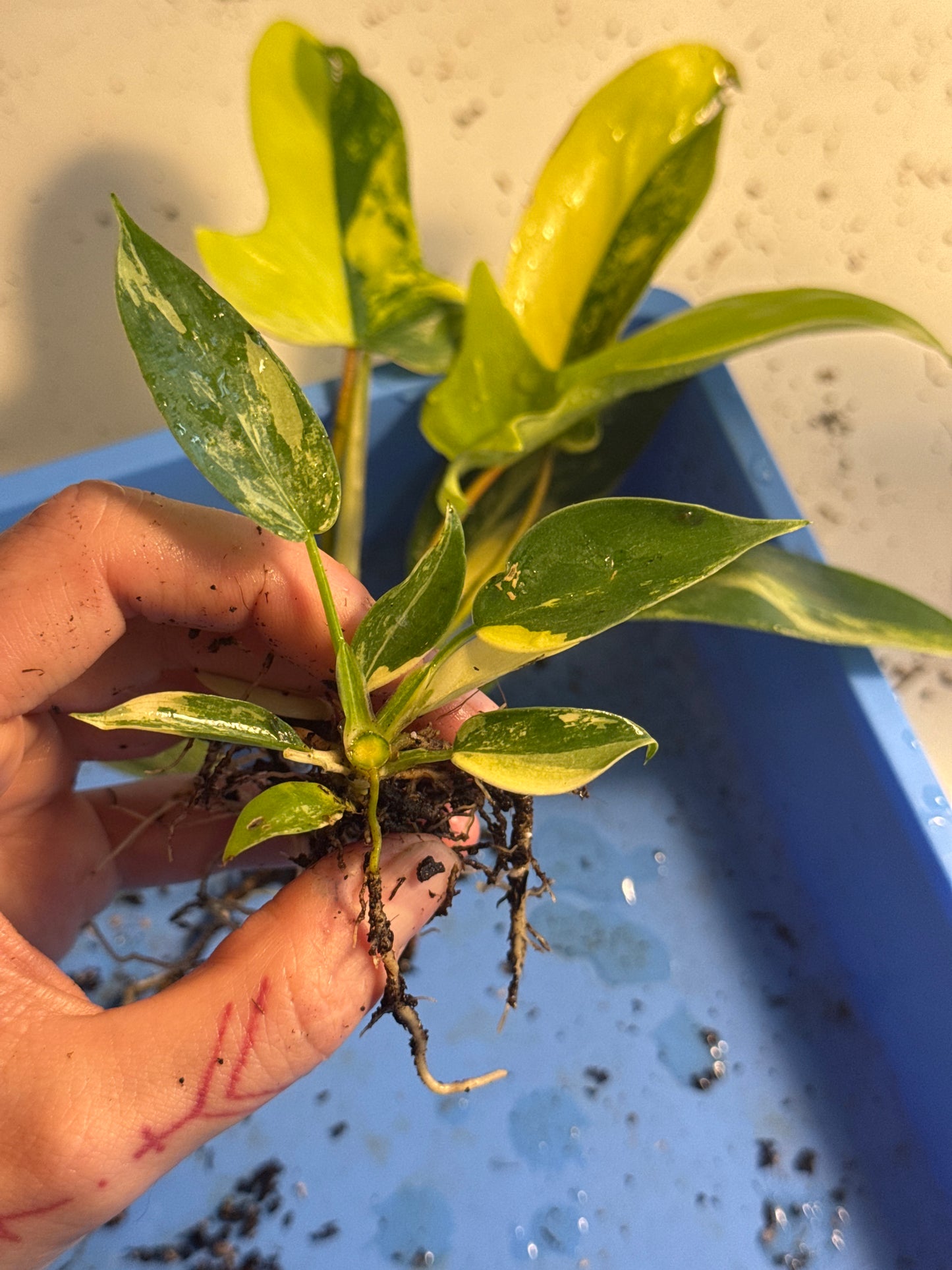 Philodendron Florida Beauty Ableger