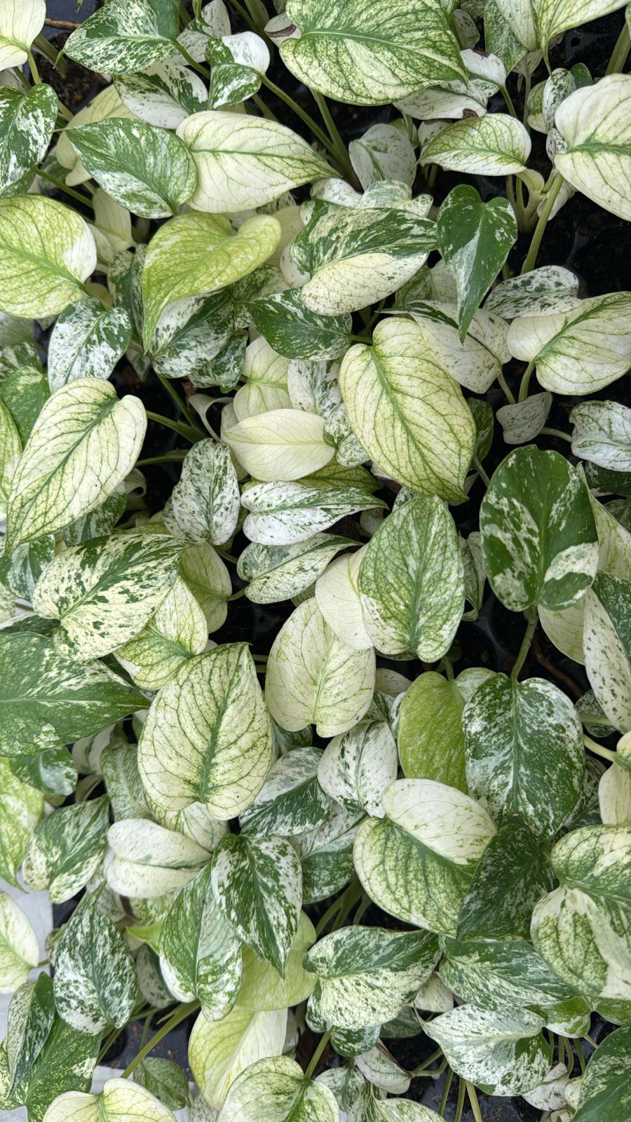 Monstera Deliciosa White Monster Baby PLÅNT in Erde