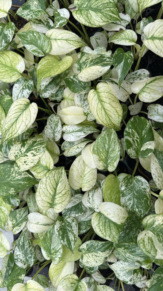 Monstera Deliciosa White Monster Baby PLÅNT in Erde