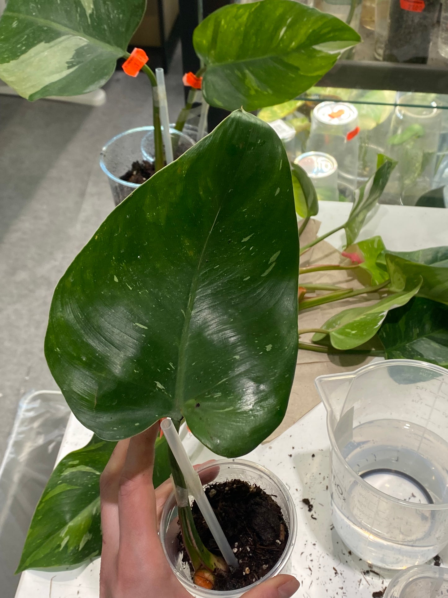 Philodendron White Princess Aurea Tricolor | Ableger Nr. 3 | Nur Abholung