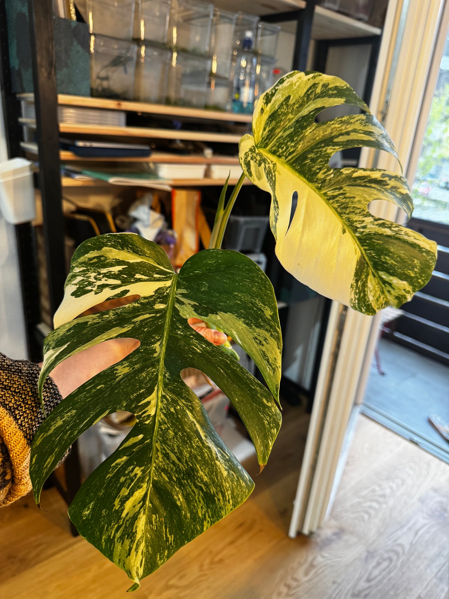 Monstera Variegata Cuttings