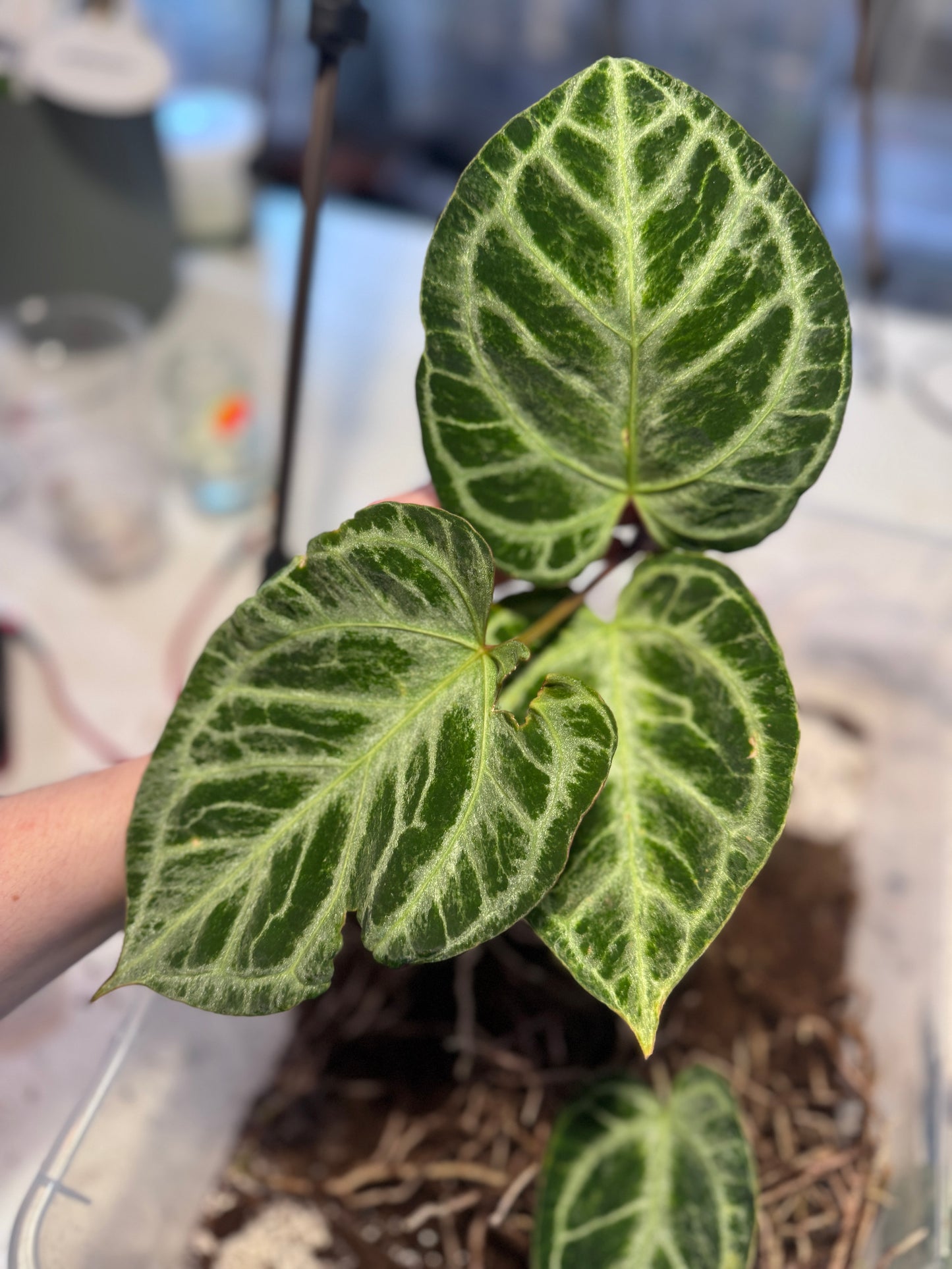 Anthurium Michelle x super Silver Blush Mint