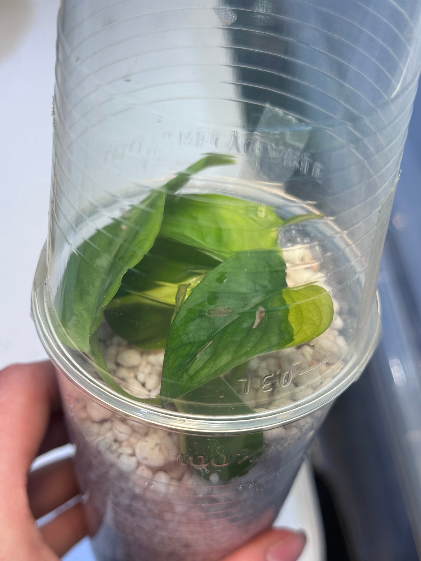 Ableger mix (Adansonii aurea, aglaonema pictum tricolor, Philodendron Scandens Brasil)