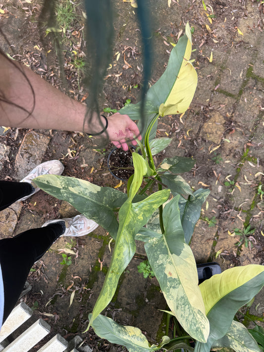 Philodendron Silver sword variegata vom 03.09.2025