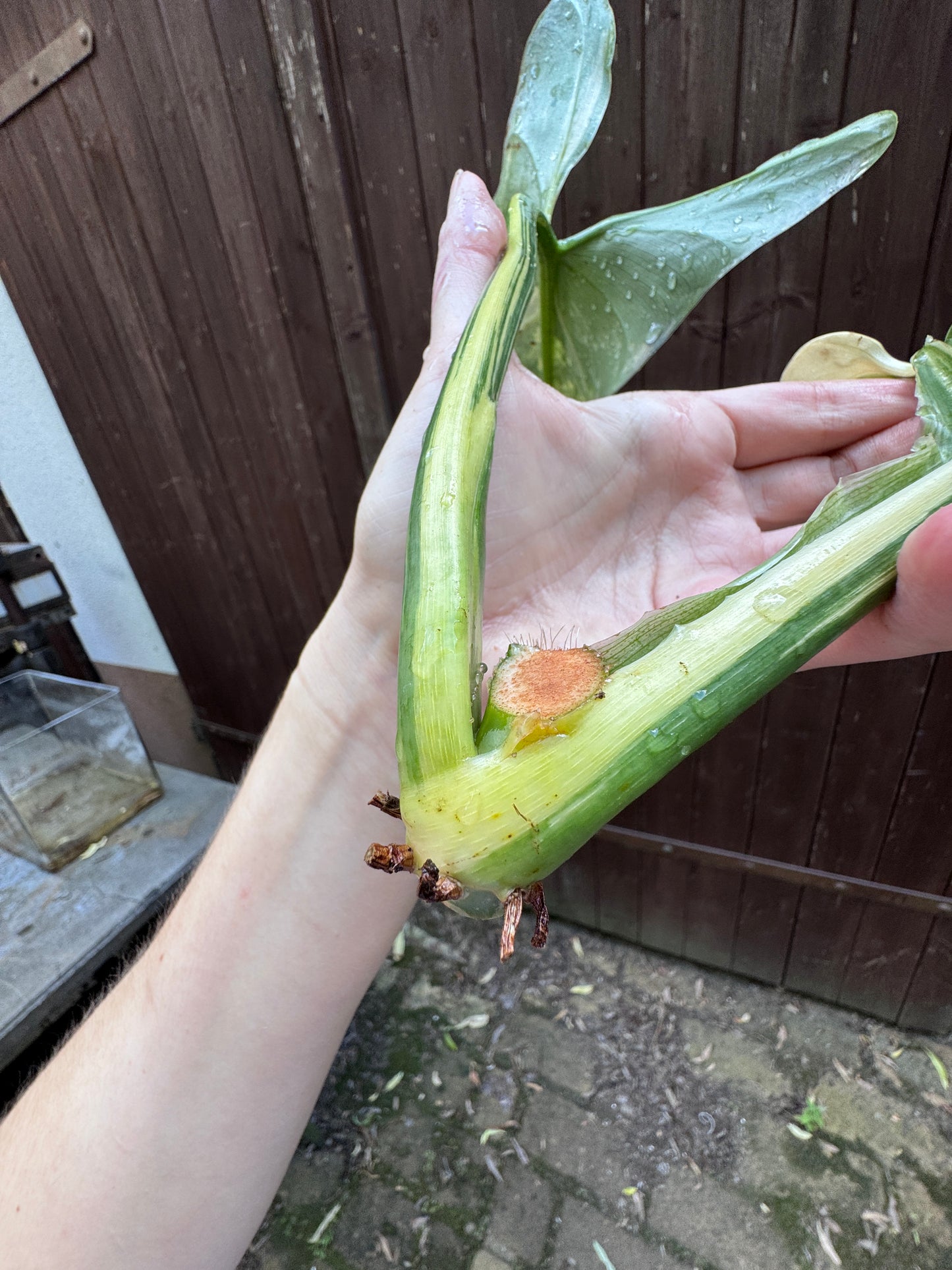 Philodendron Silver sword variegata vom 03.09.2025