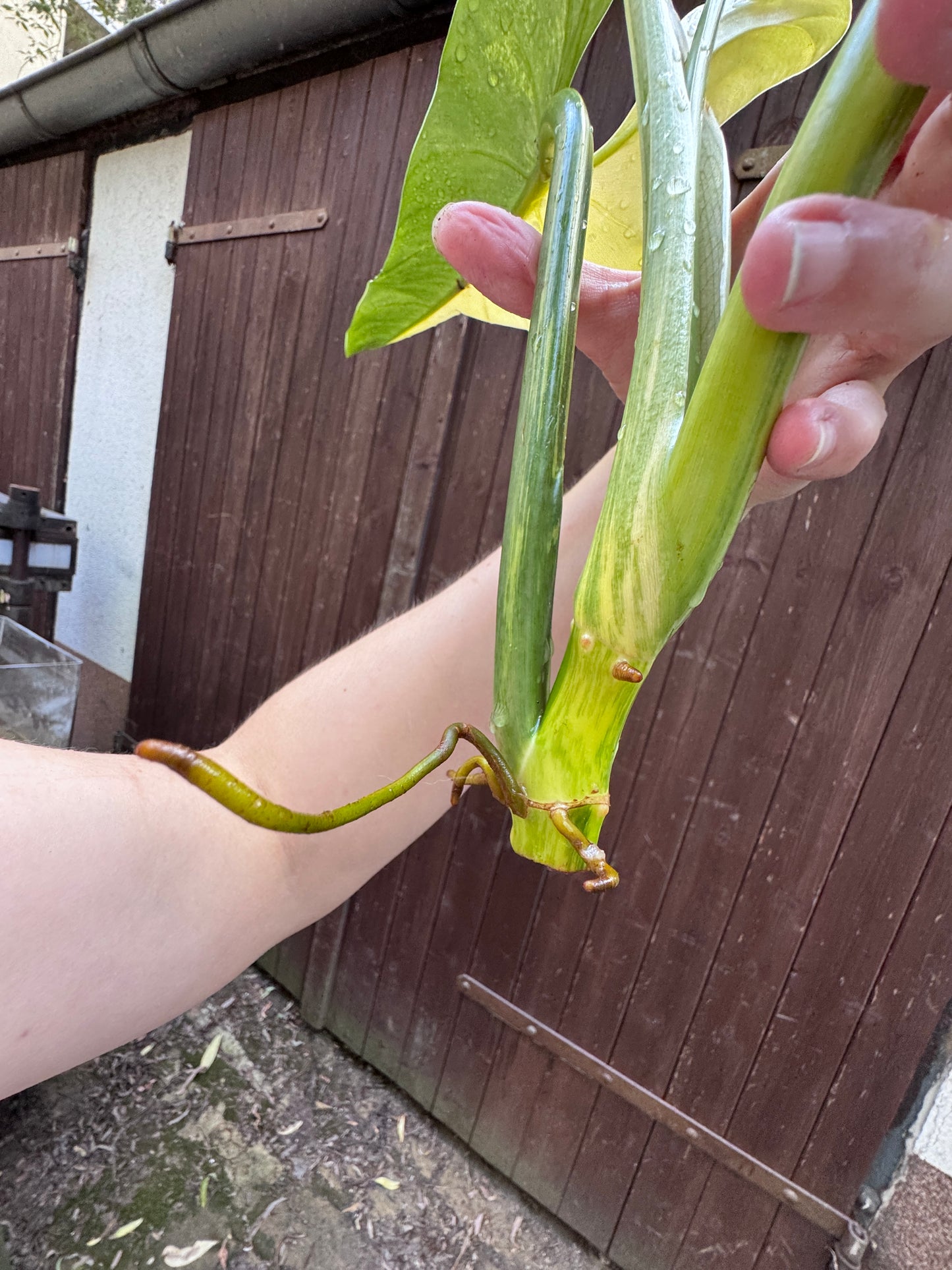 Philodendron Silver sword variegata vom 03.09.2025