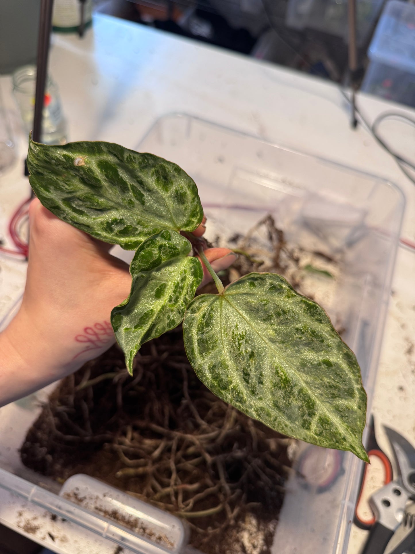 Anthurium Michelle x super Silver Blush Mint